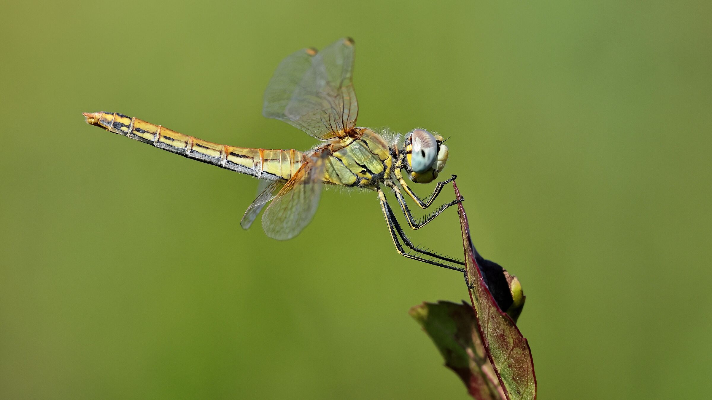 Libellula
