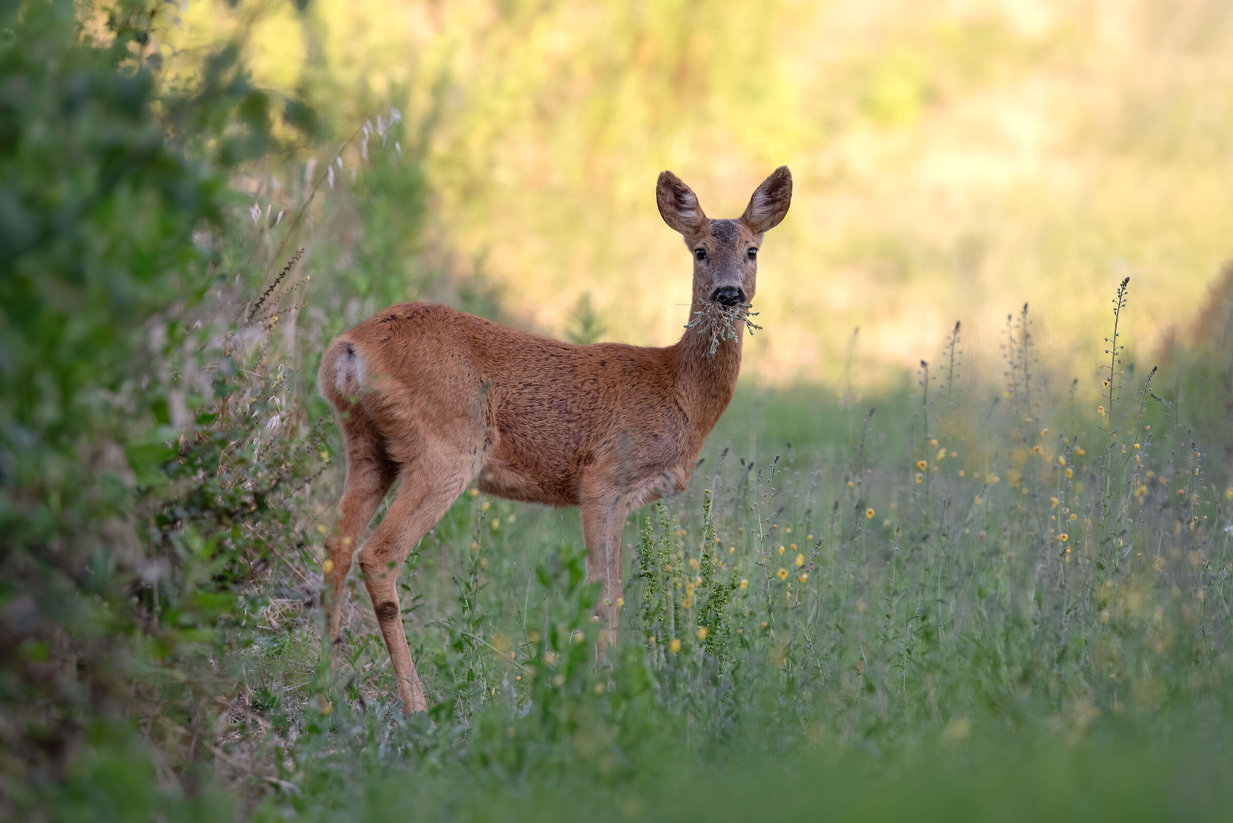 (Capriolo f. - July 2024/Tuscany)