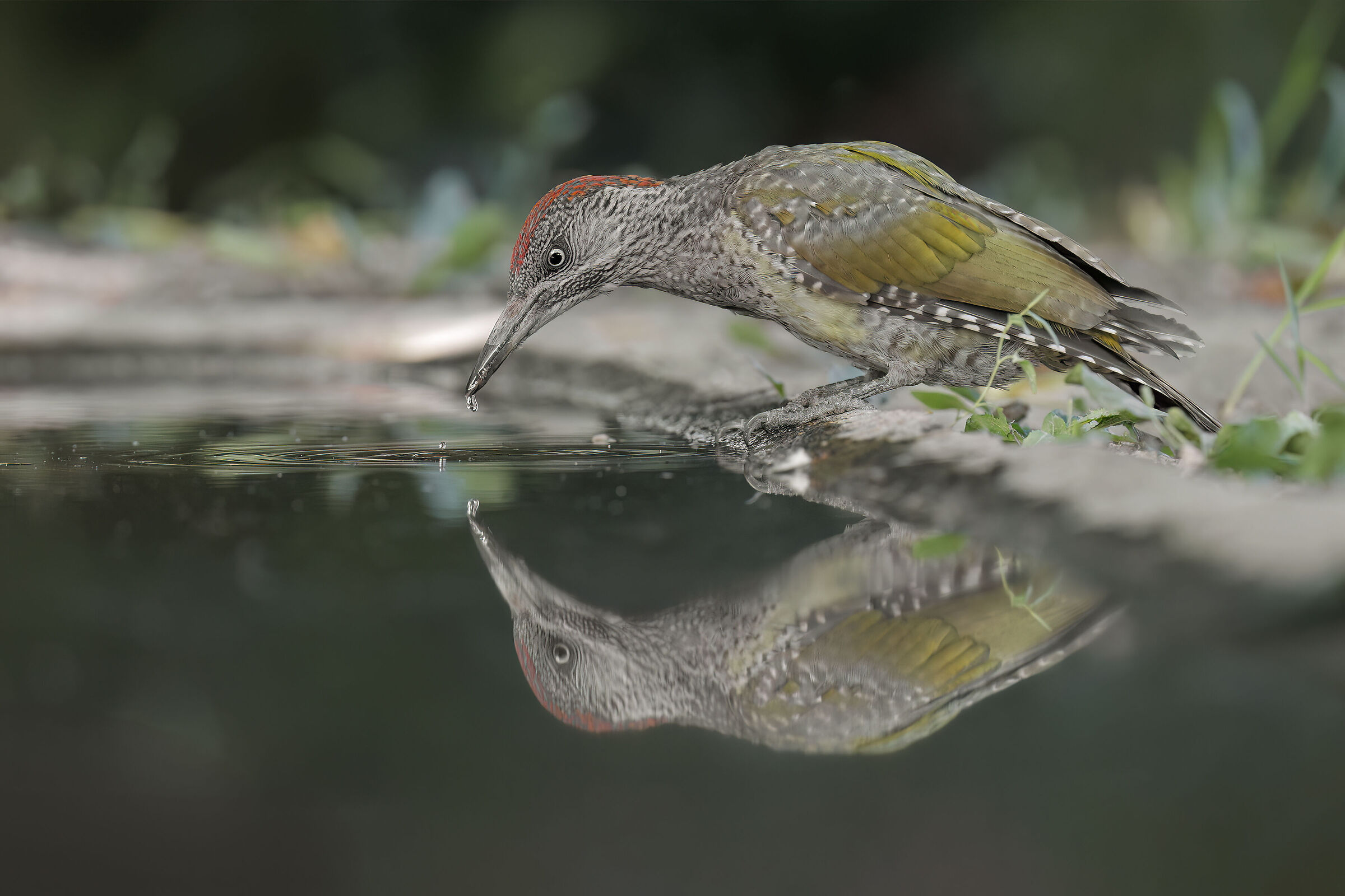 Green Woodpecker female juv.