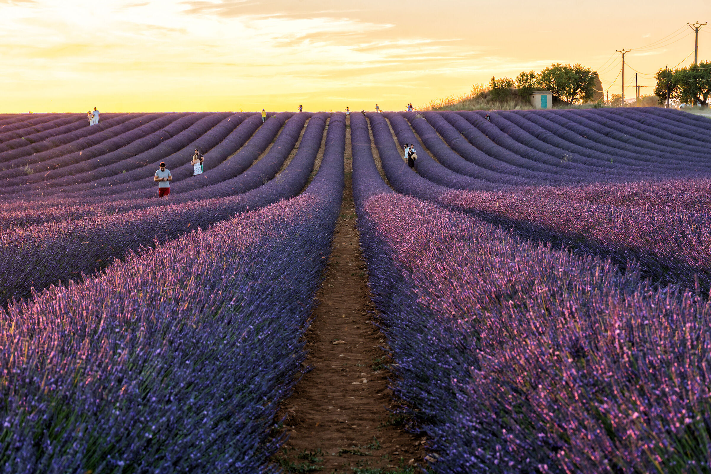 Verso il tramonto a Valensole