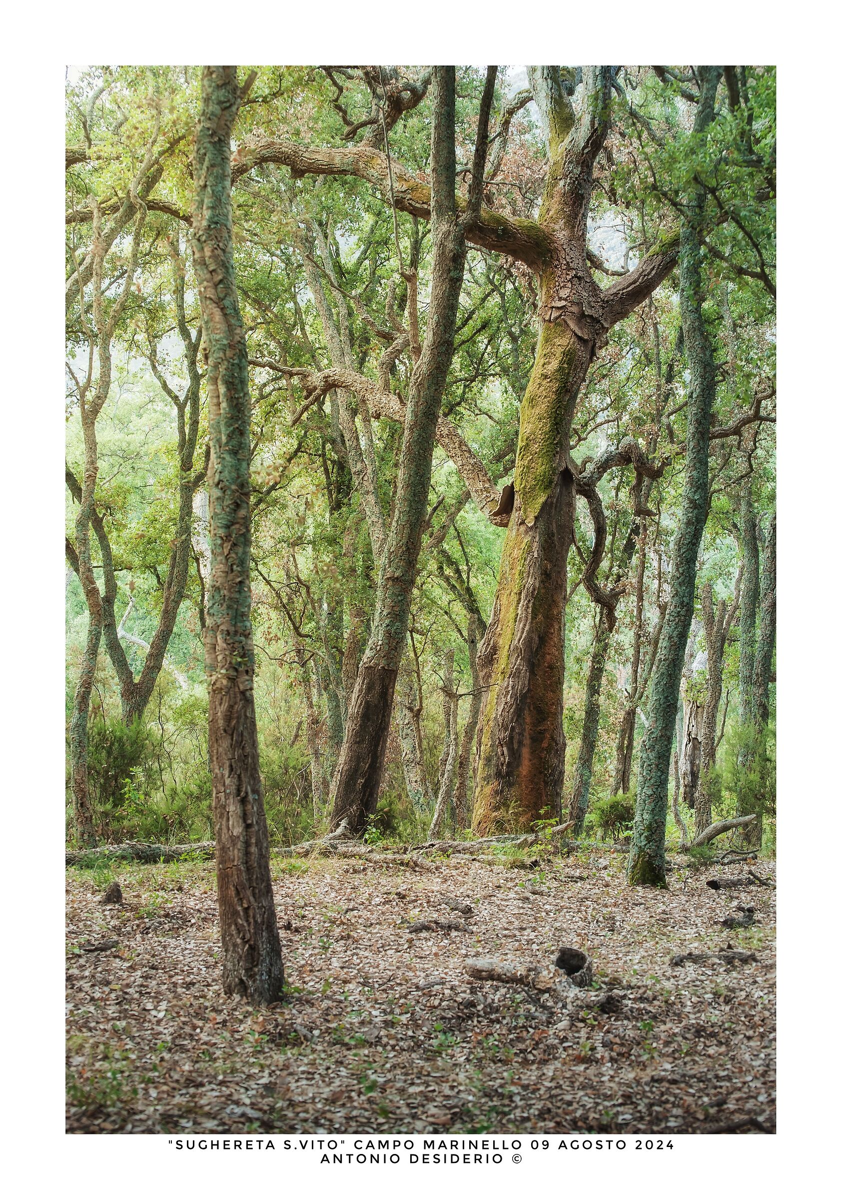 Morning in the cork forest