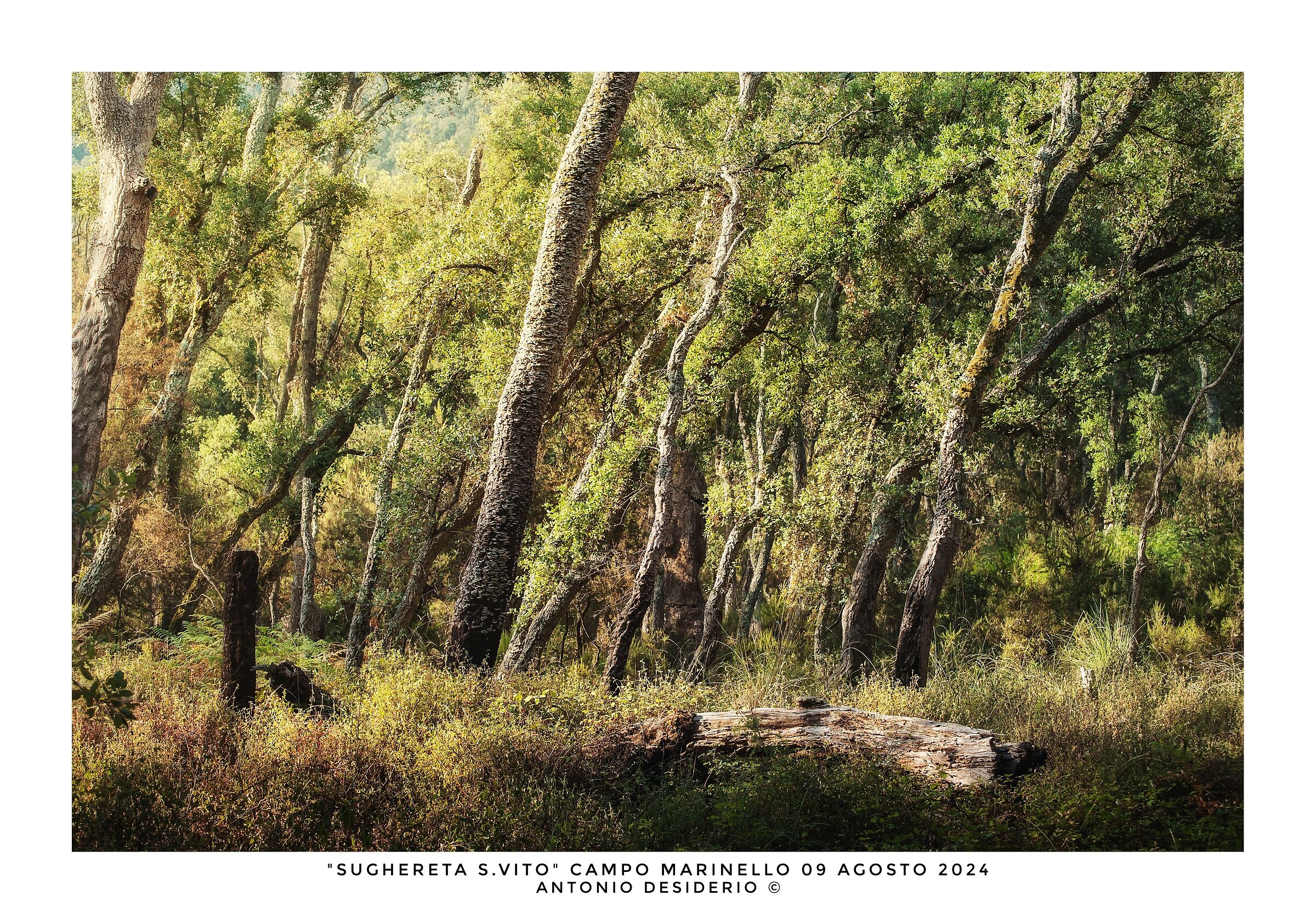 Morning in the cork forest