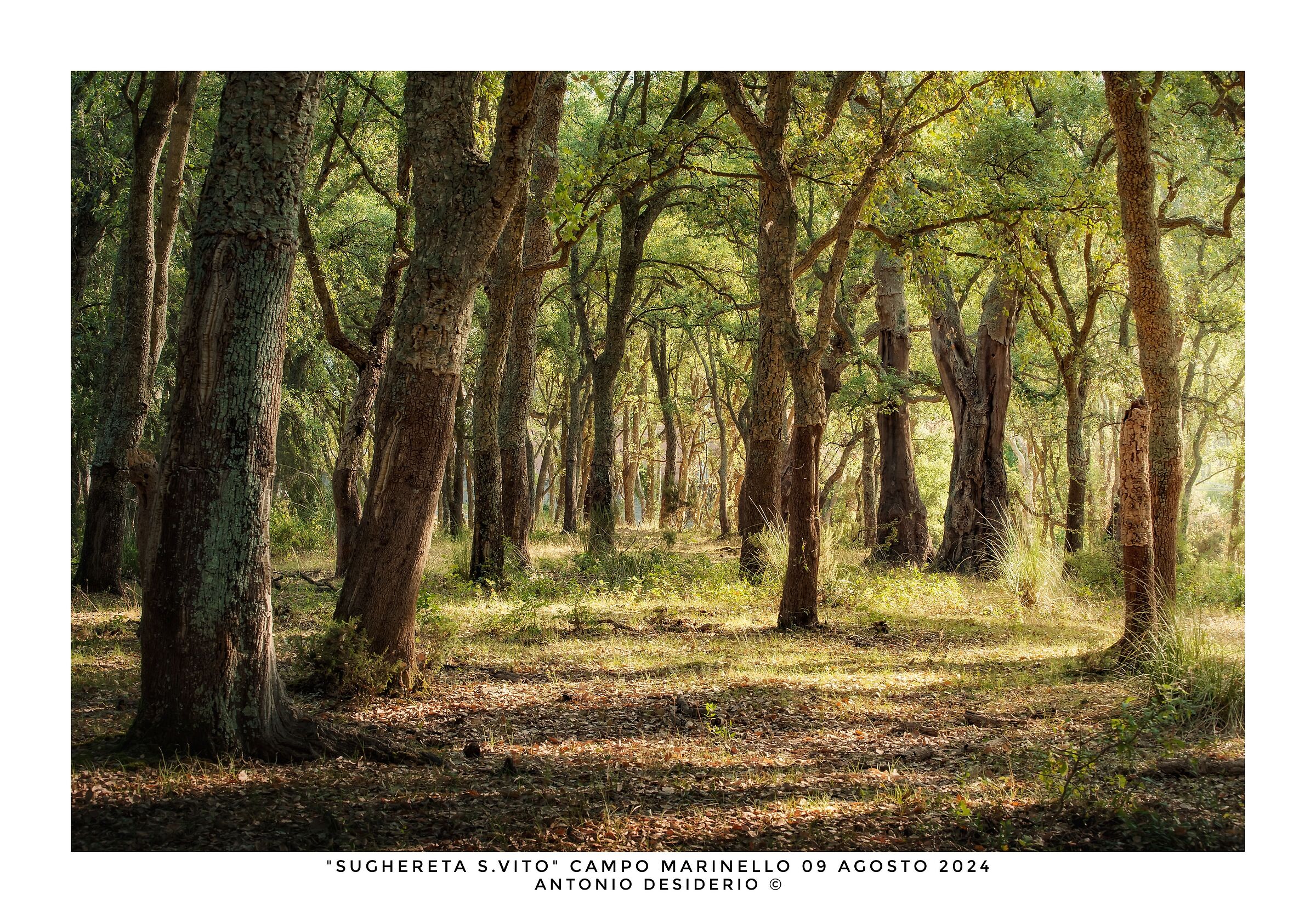 Morning in the cork forest