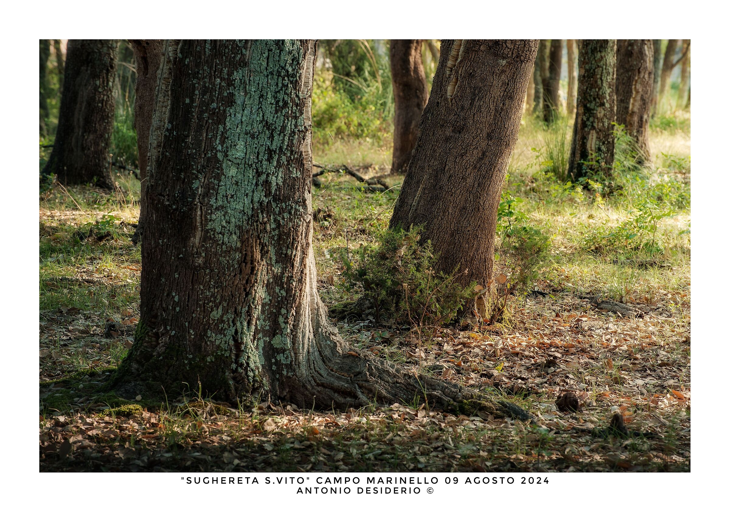 Morning in the cork forest