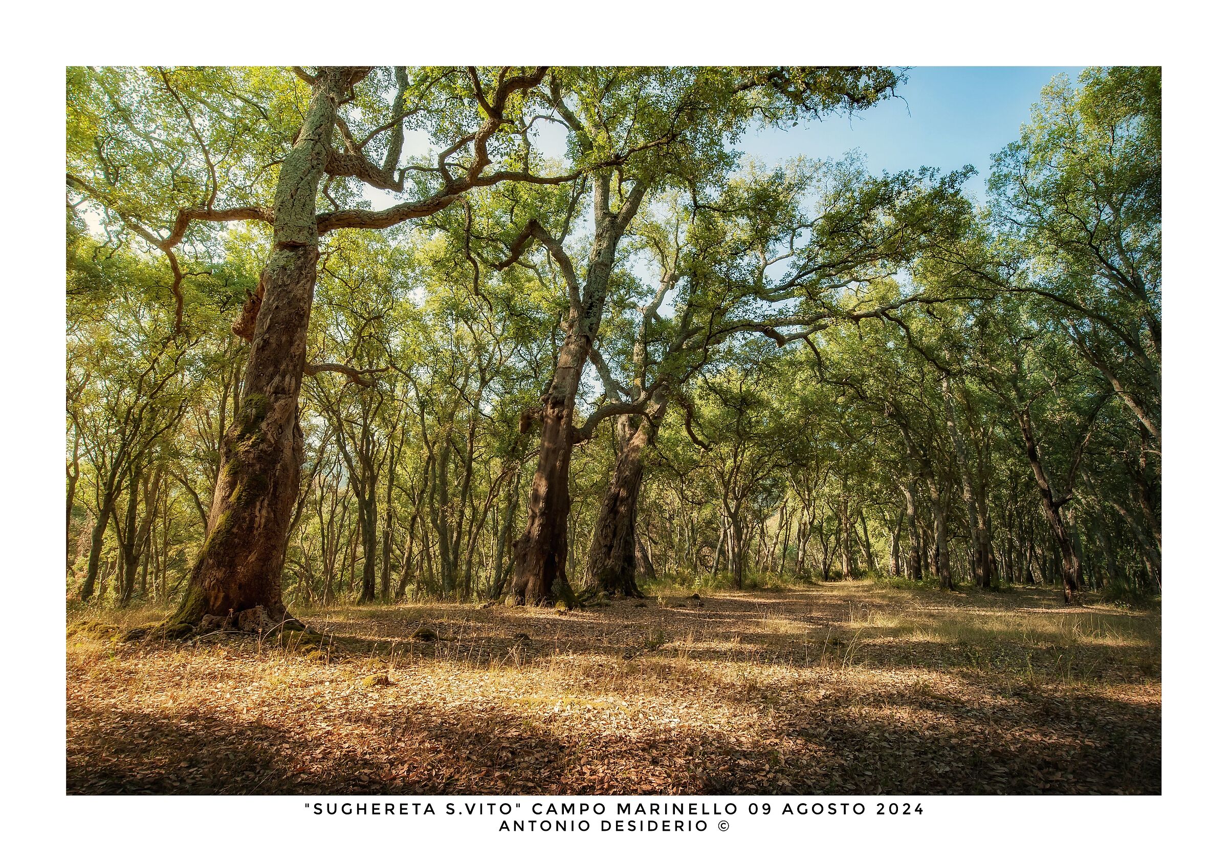 Morning in the cork forest