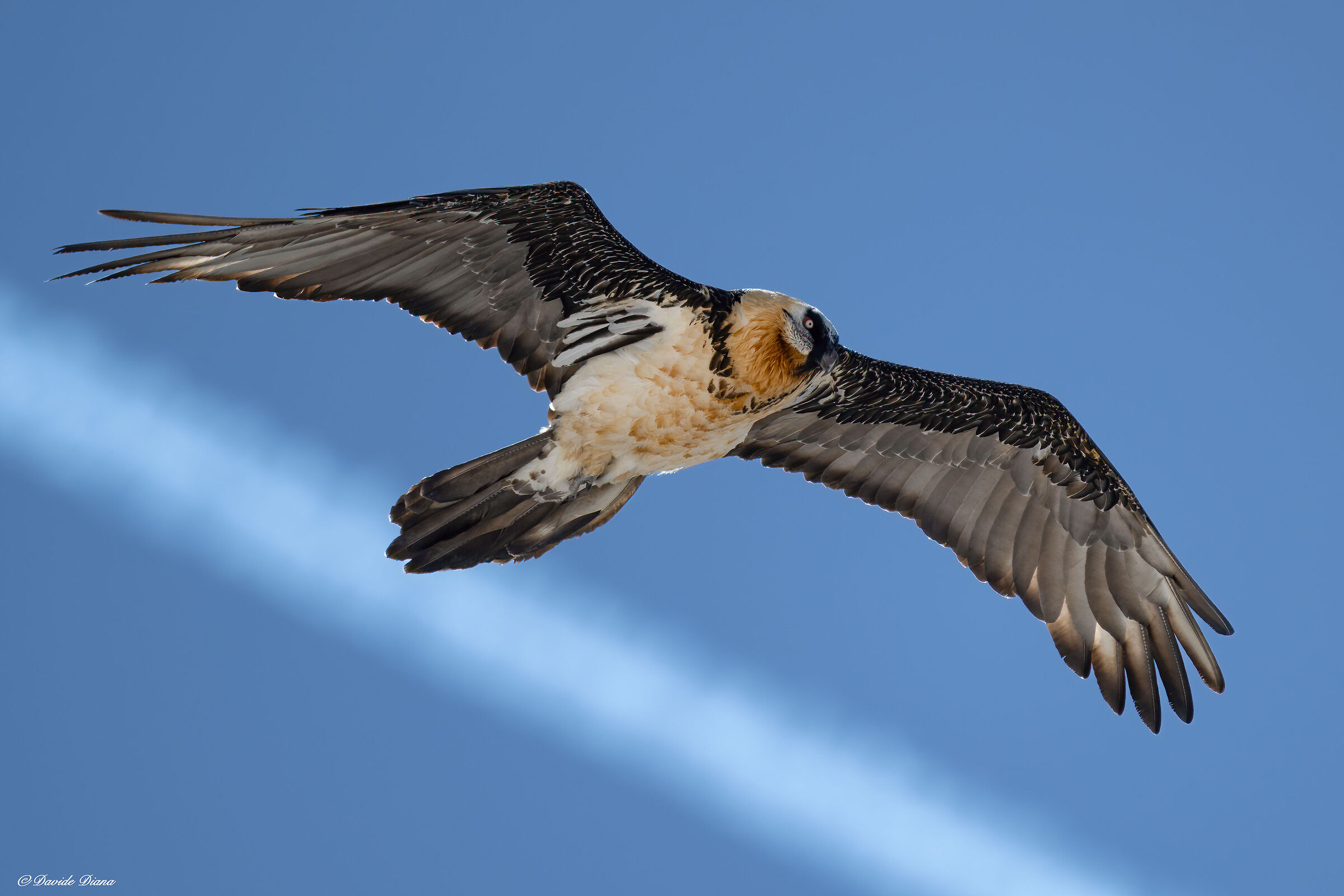 Gypaetus barbatus - Gran Paradiso National Park