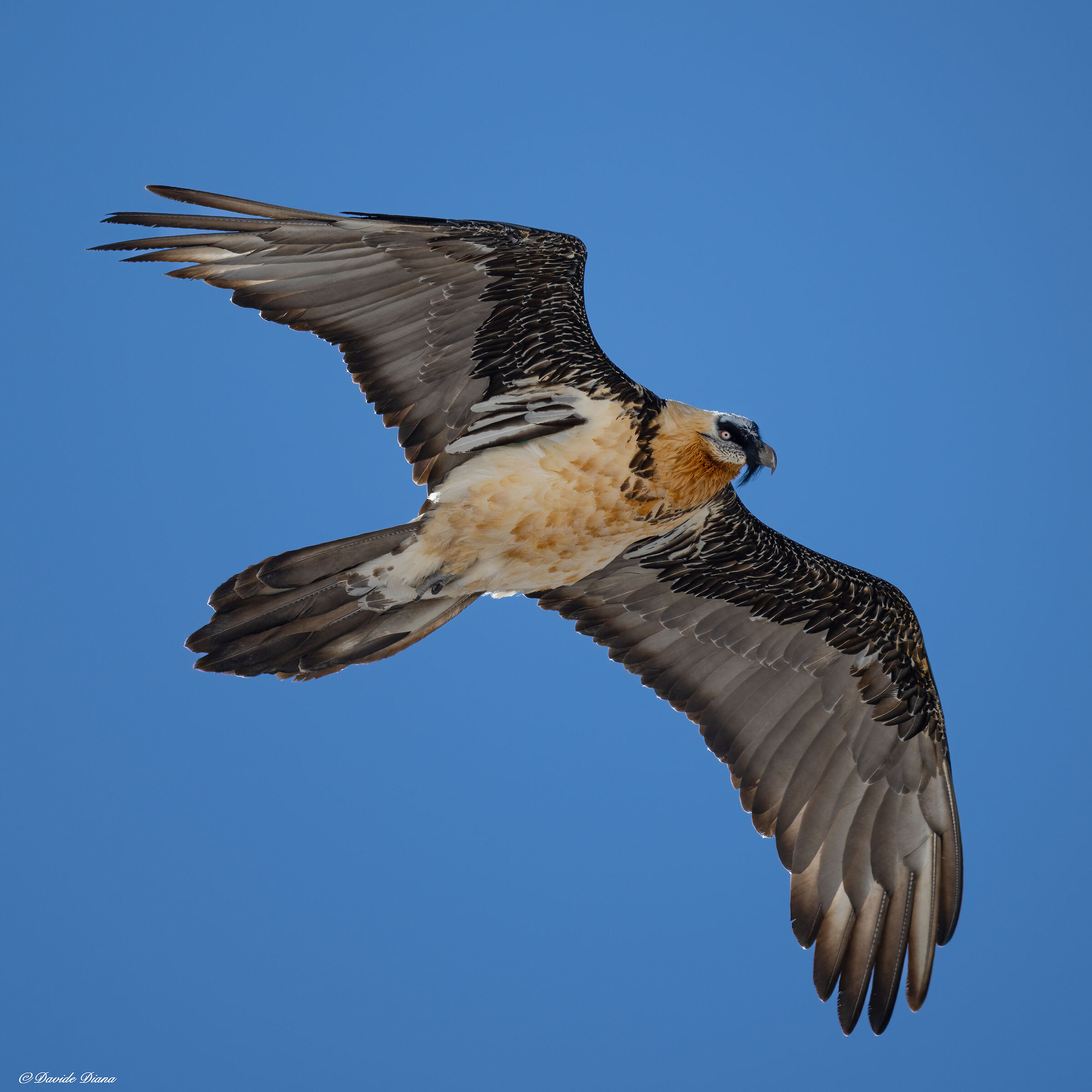Gypaetus barbatus - Gran Paradiso National Park