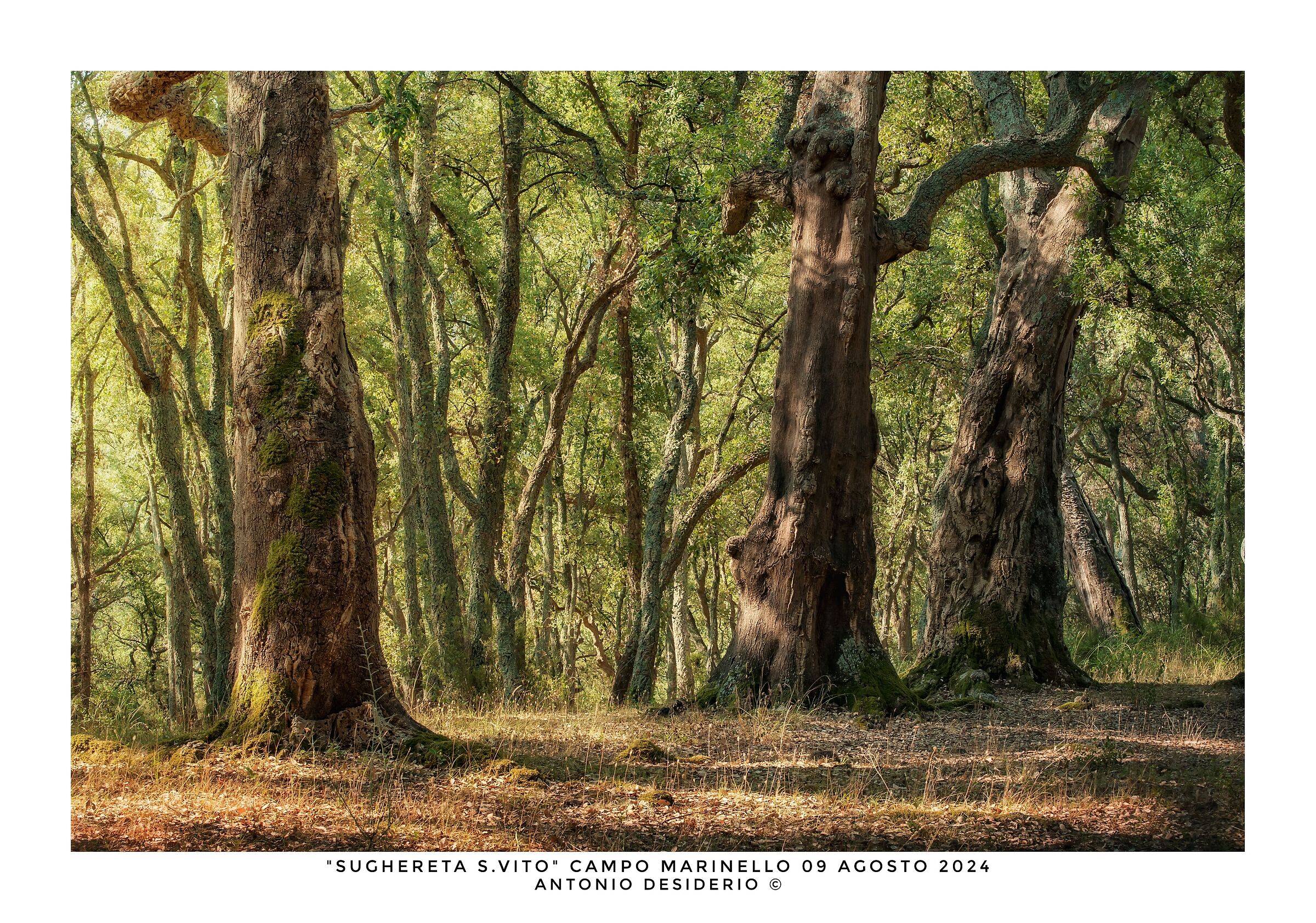 Morning in the cork forest