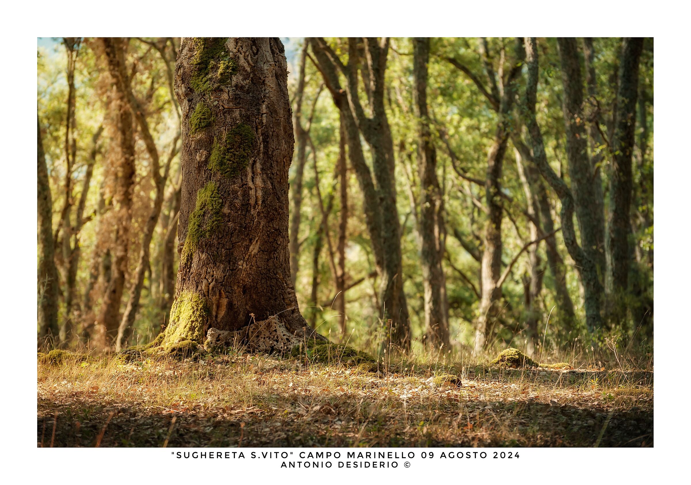 Morning in the cork forest