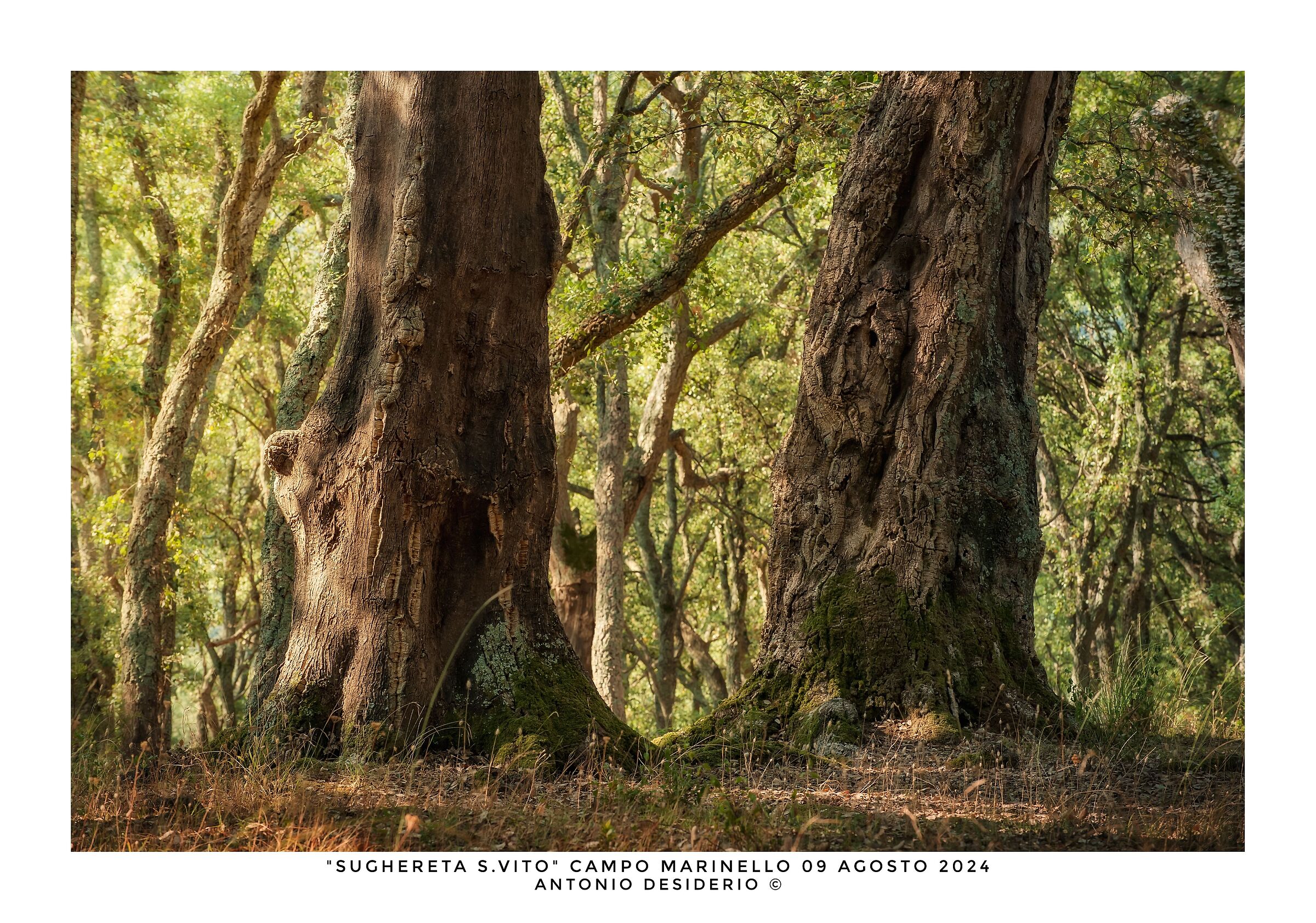 Morning in the cork forest