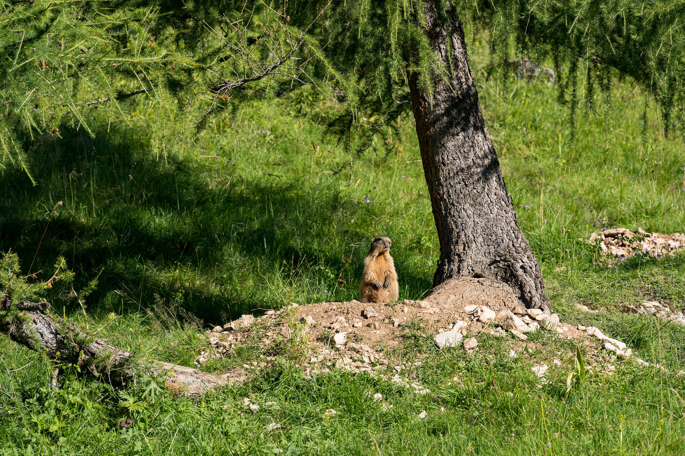 Marmotta