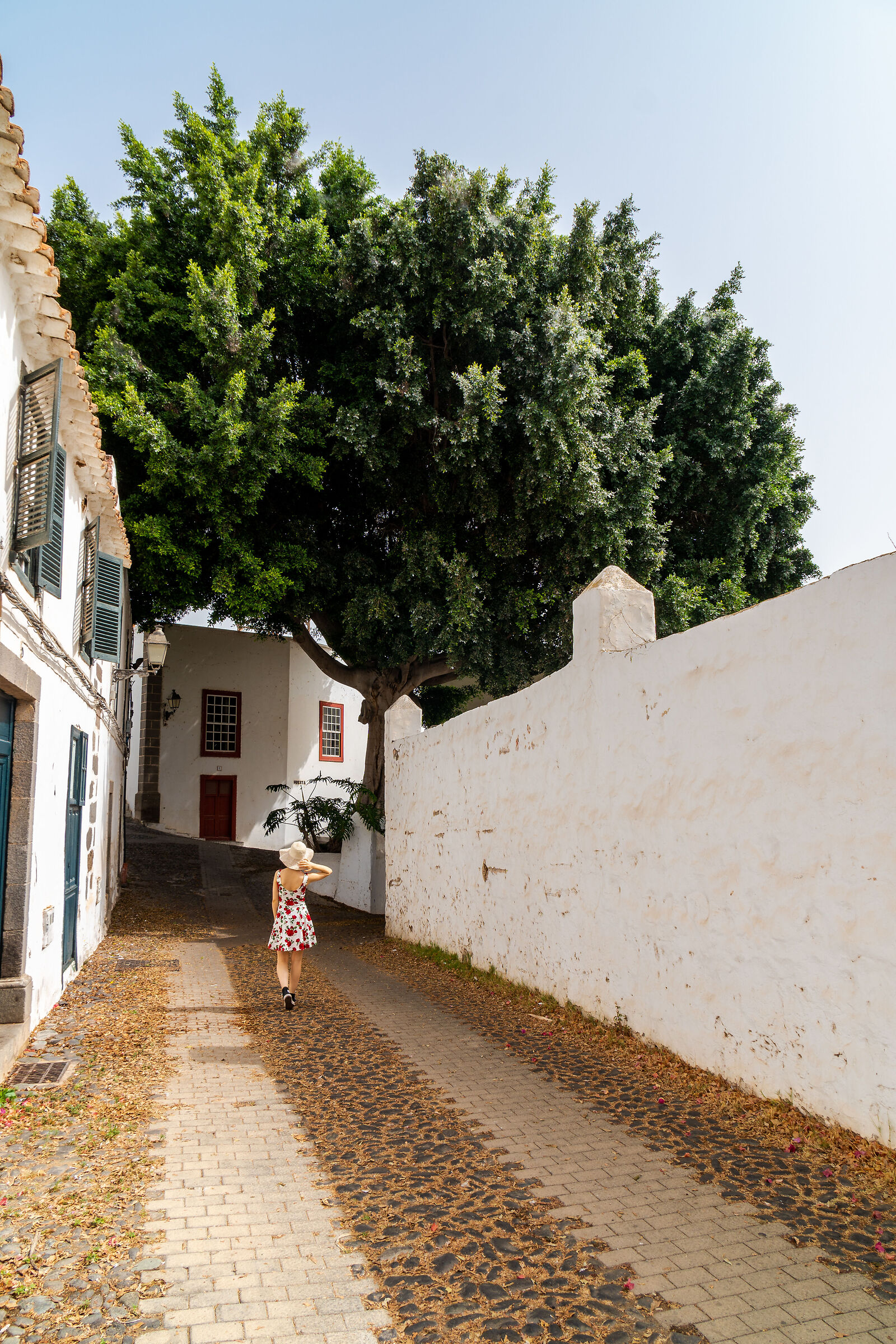 Telde, Árbol Bonito - Laurel de Indias