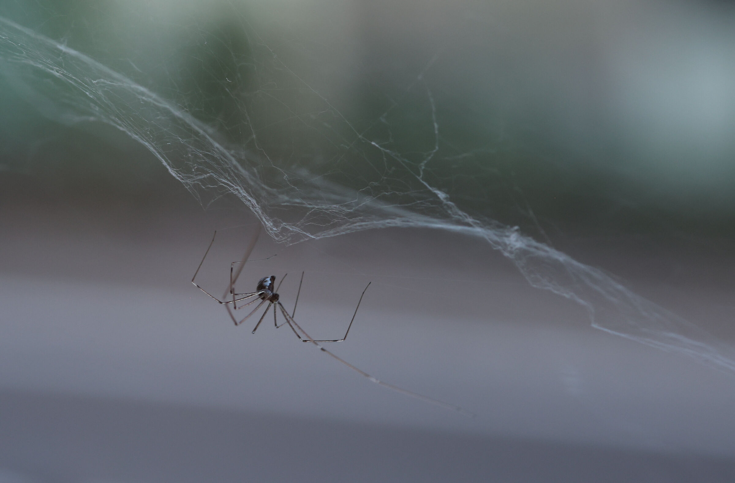Don't touch my web