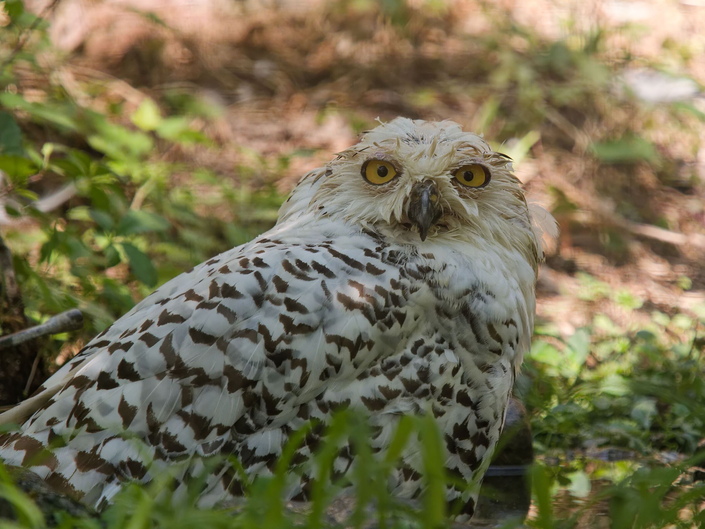 Bubo Scandiacus (civetta delle nevi)