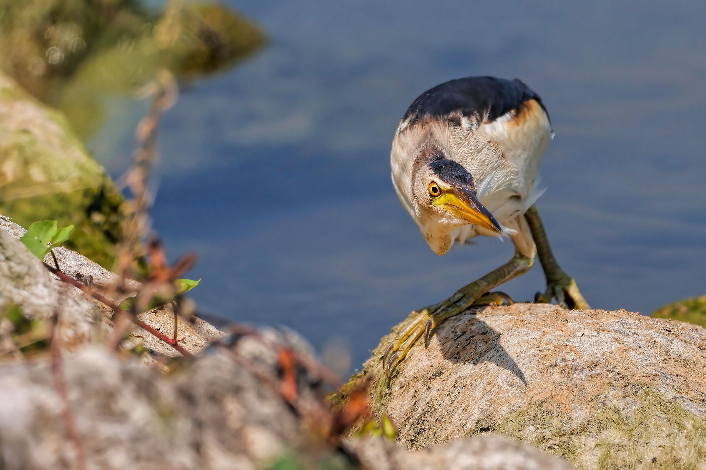 Male Bittern: The Stealthy Step