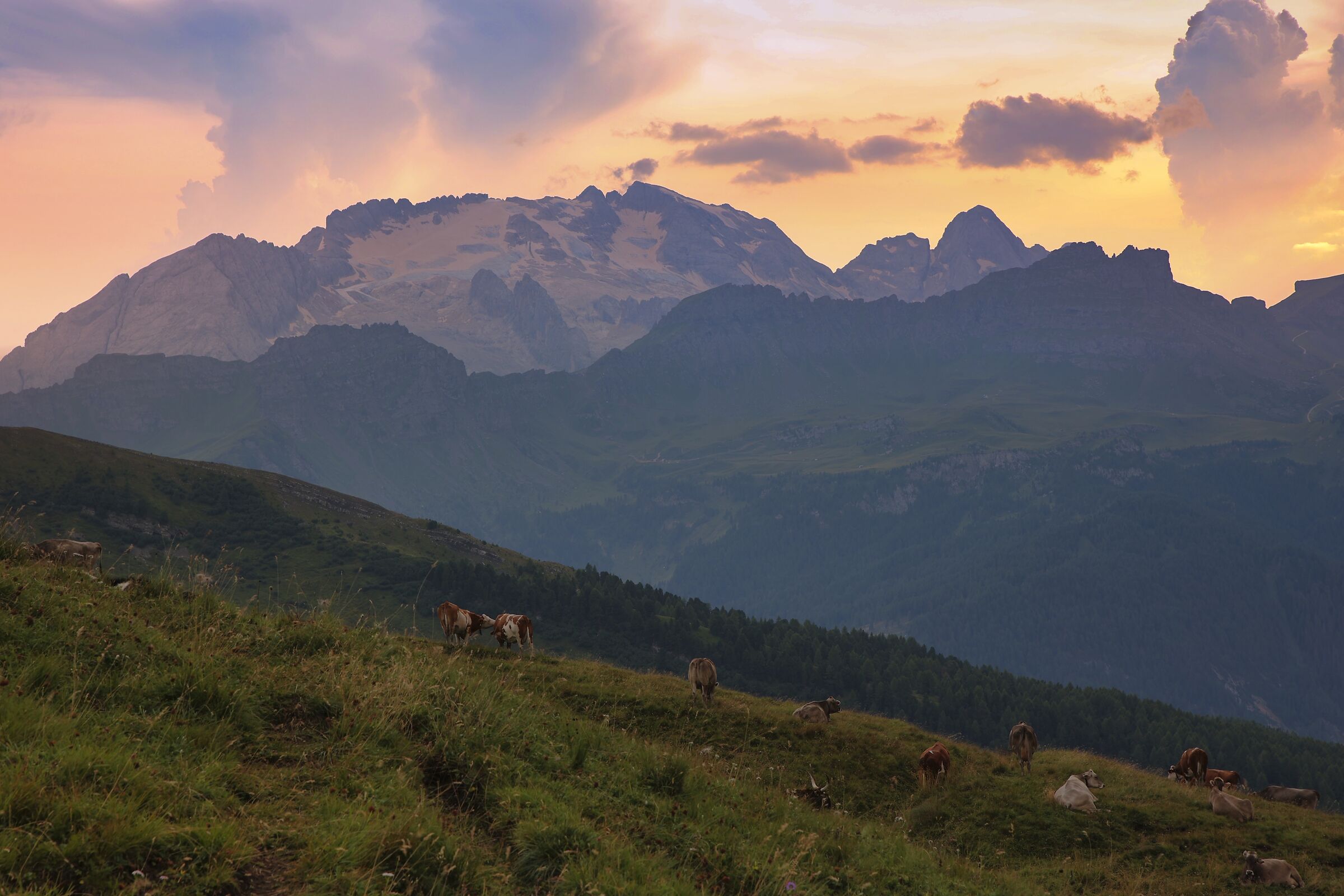 Anche le mucche ammirano la Marmolada