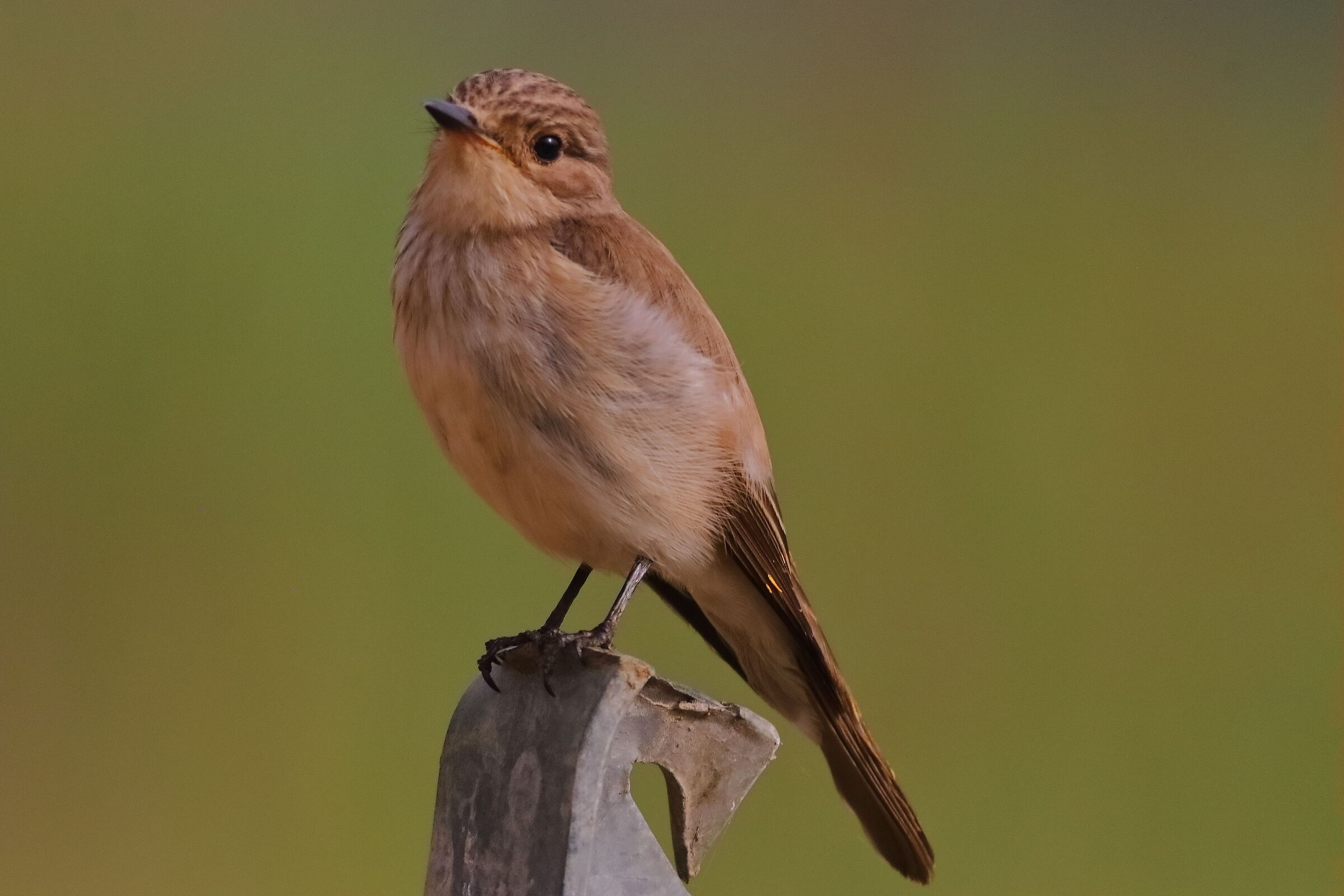 Pigliamosche 20-06-2024 - 0738