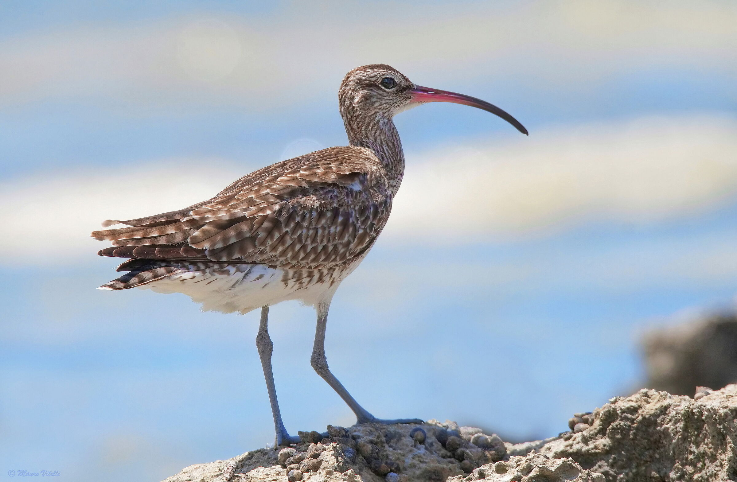Curlew (Numenius phaeopus)
