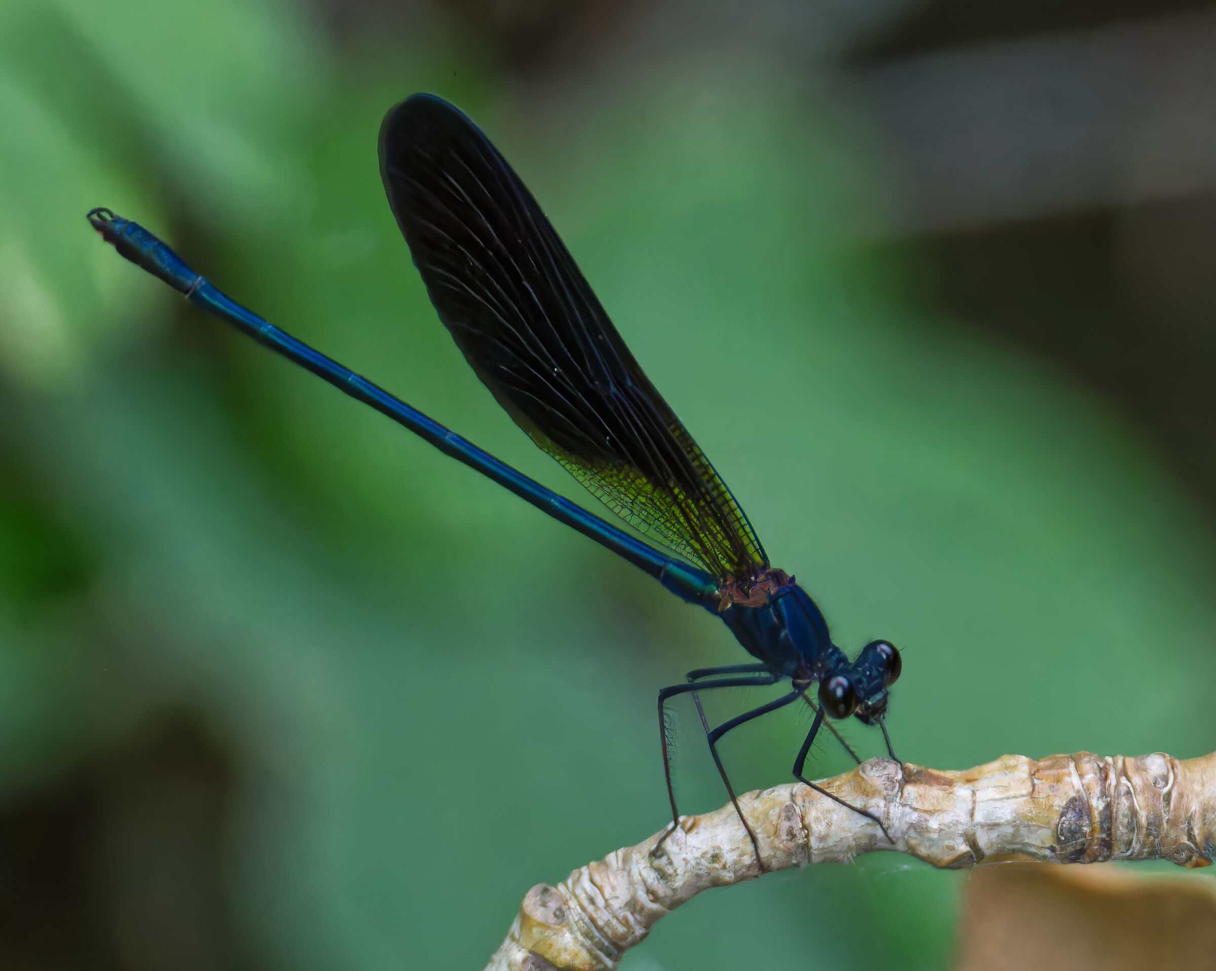 Calopteryx haemorrhoidalis