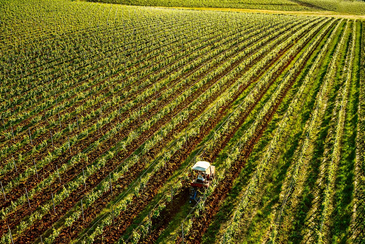 At sunset in the vineyard