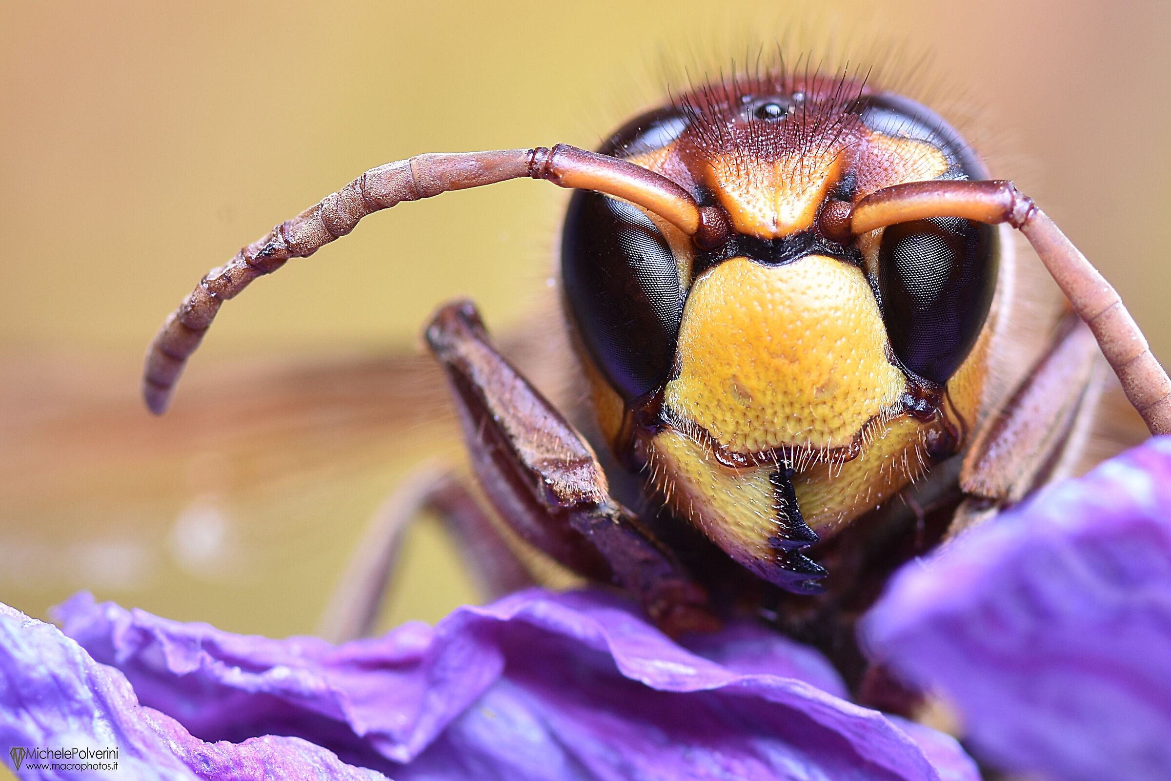 Vespa Crabro -European hornet- 24 July 2022