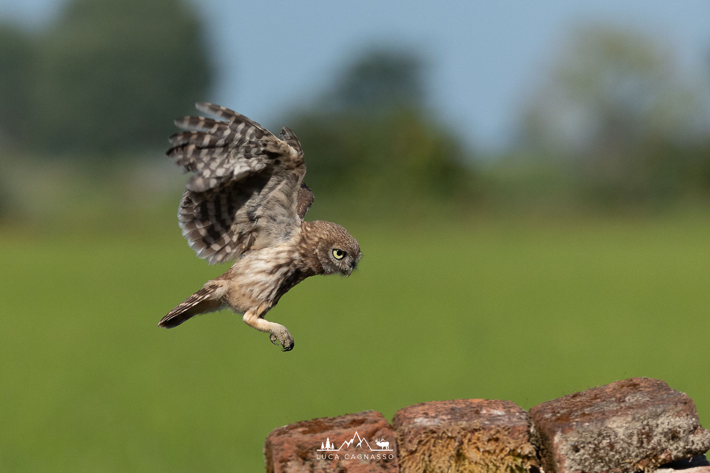 Civetta in volo (Athene noctua)