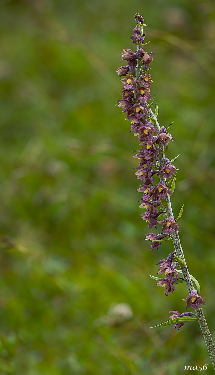 Elleborina violacea