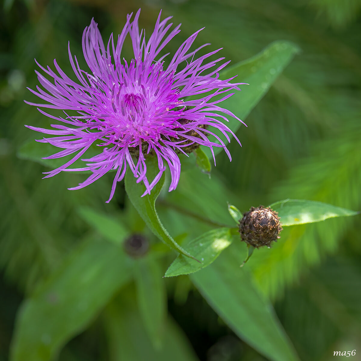 Fiordaliso alpino