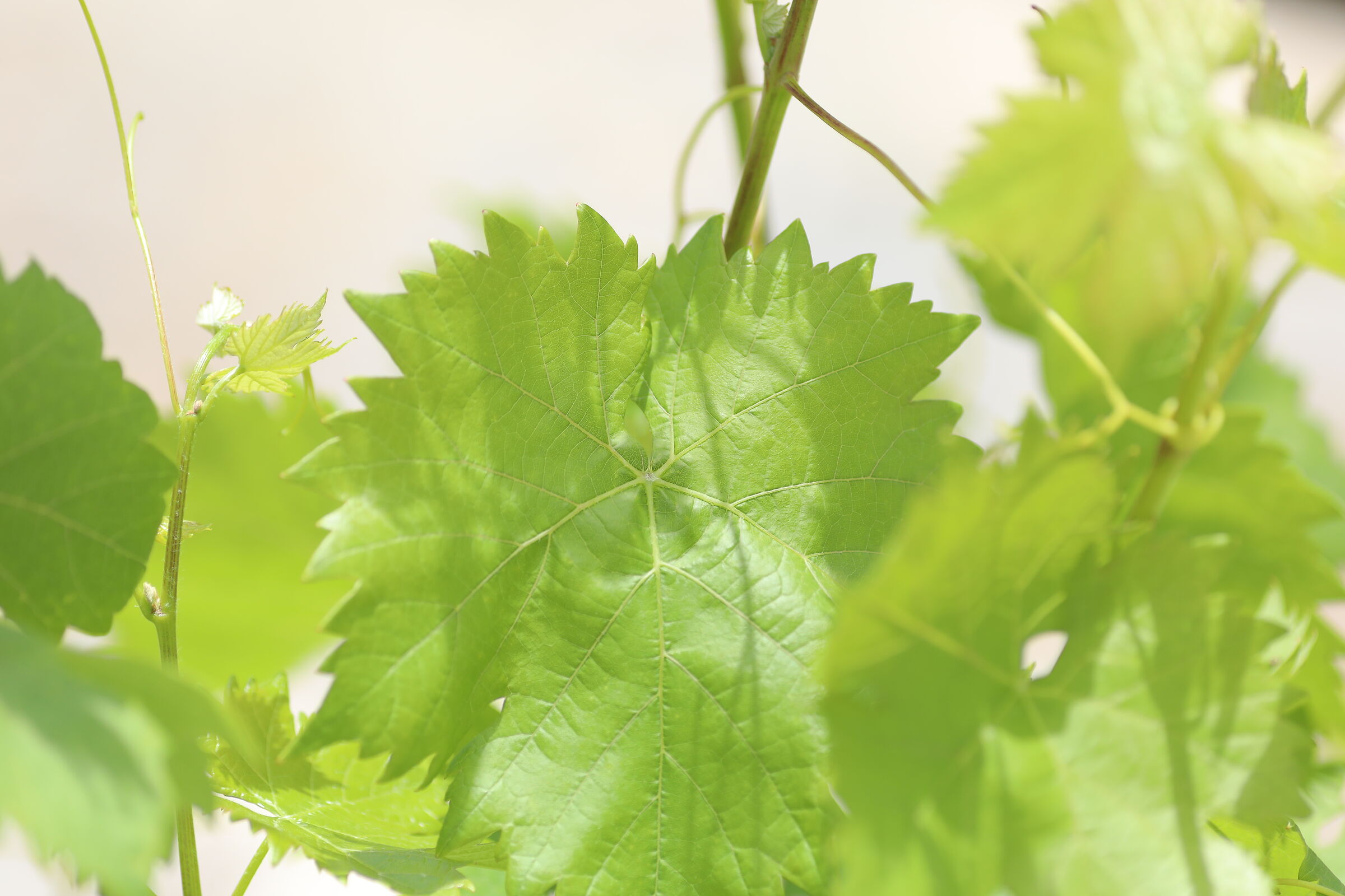 " Crop 189 " Canon 5 D IV, 135 F. 2 L usm+ TC 1.4x...