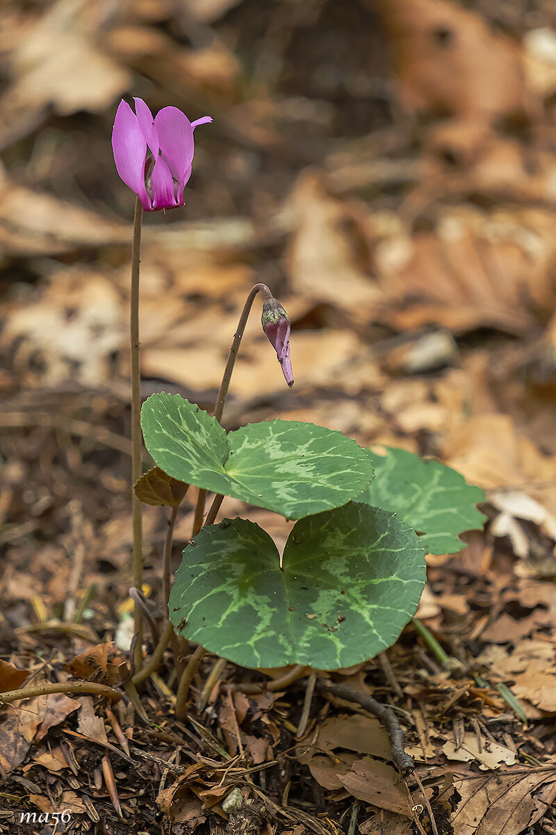 Ciclamino