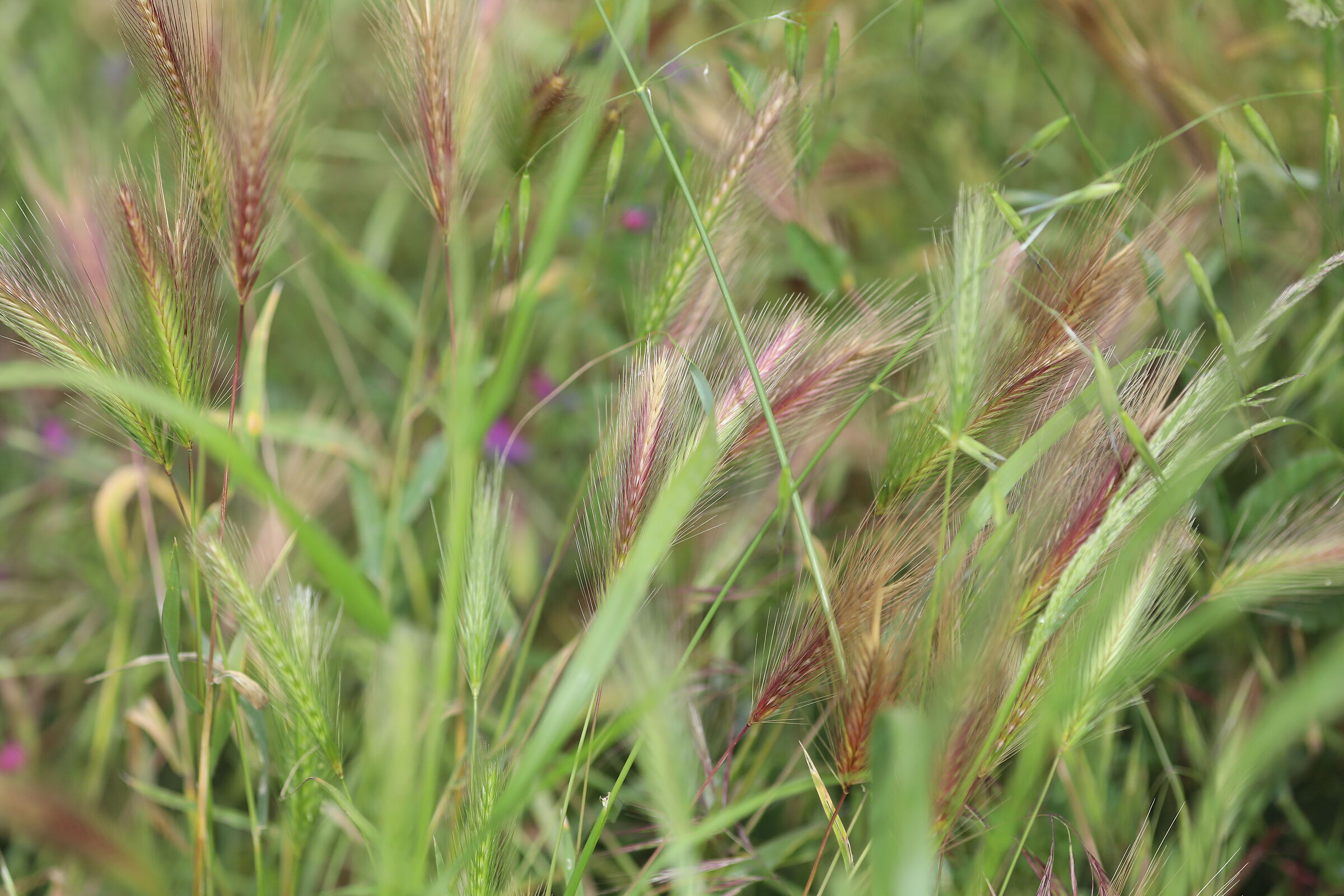 " Crop 189 " Canon 5 D IV, 135 F. 2 L USM + TC 1.4...