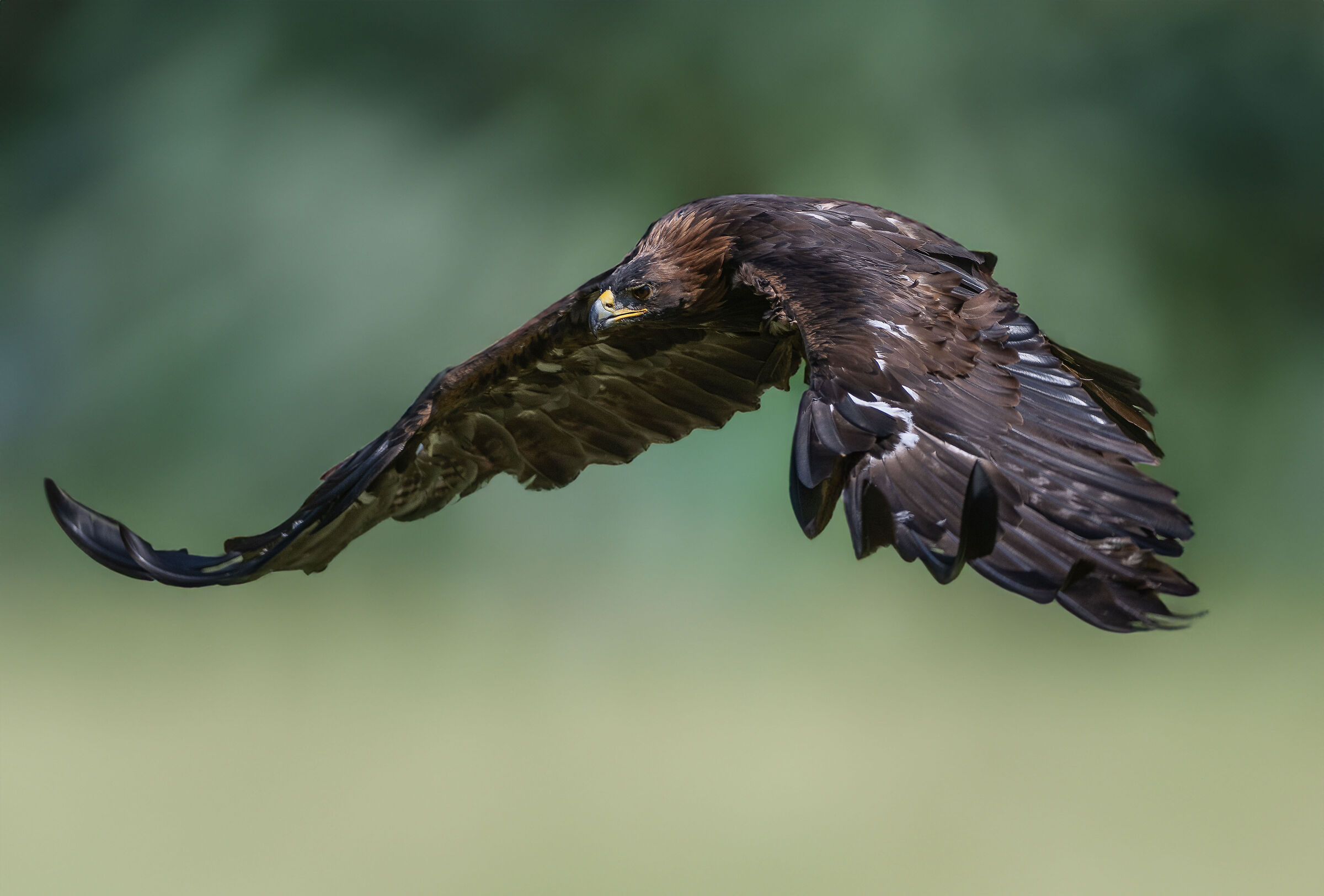 Aquila reale