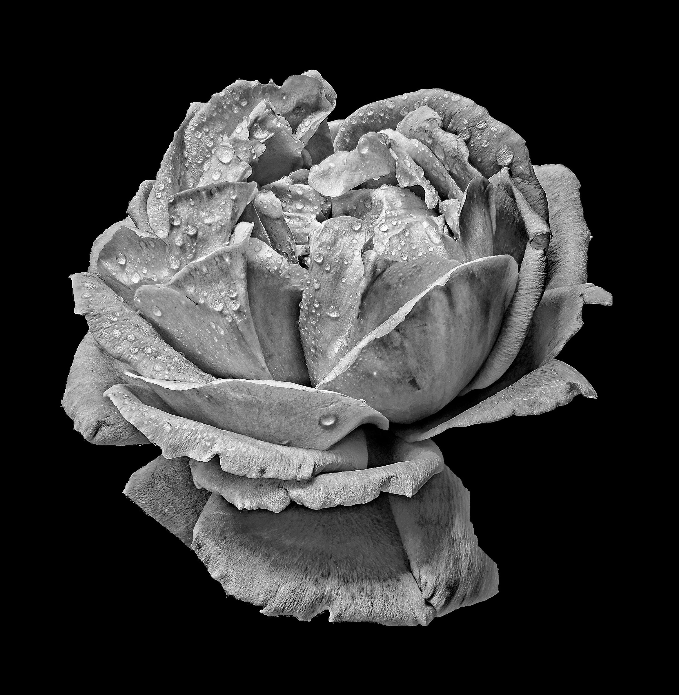 Rosa