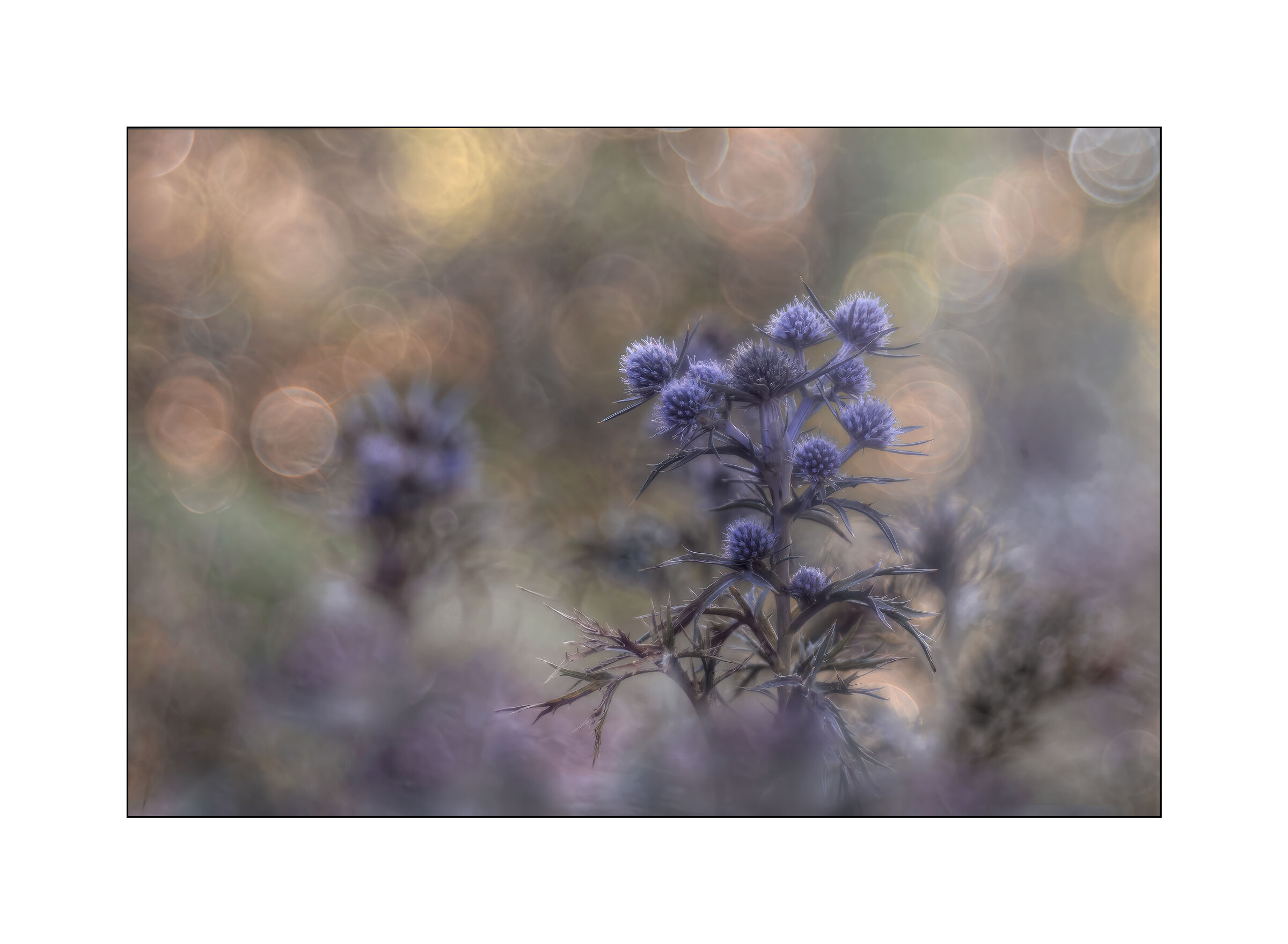 eryngium amethistinum