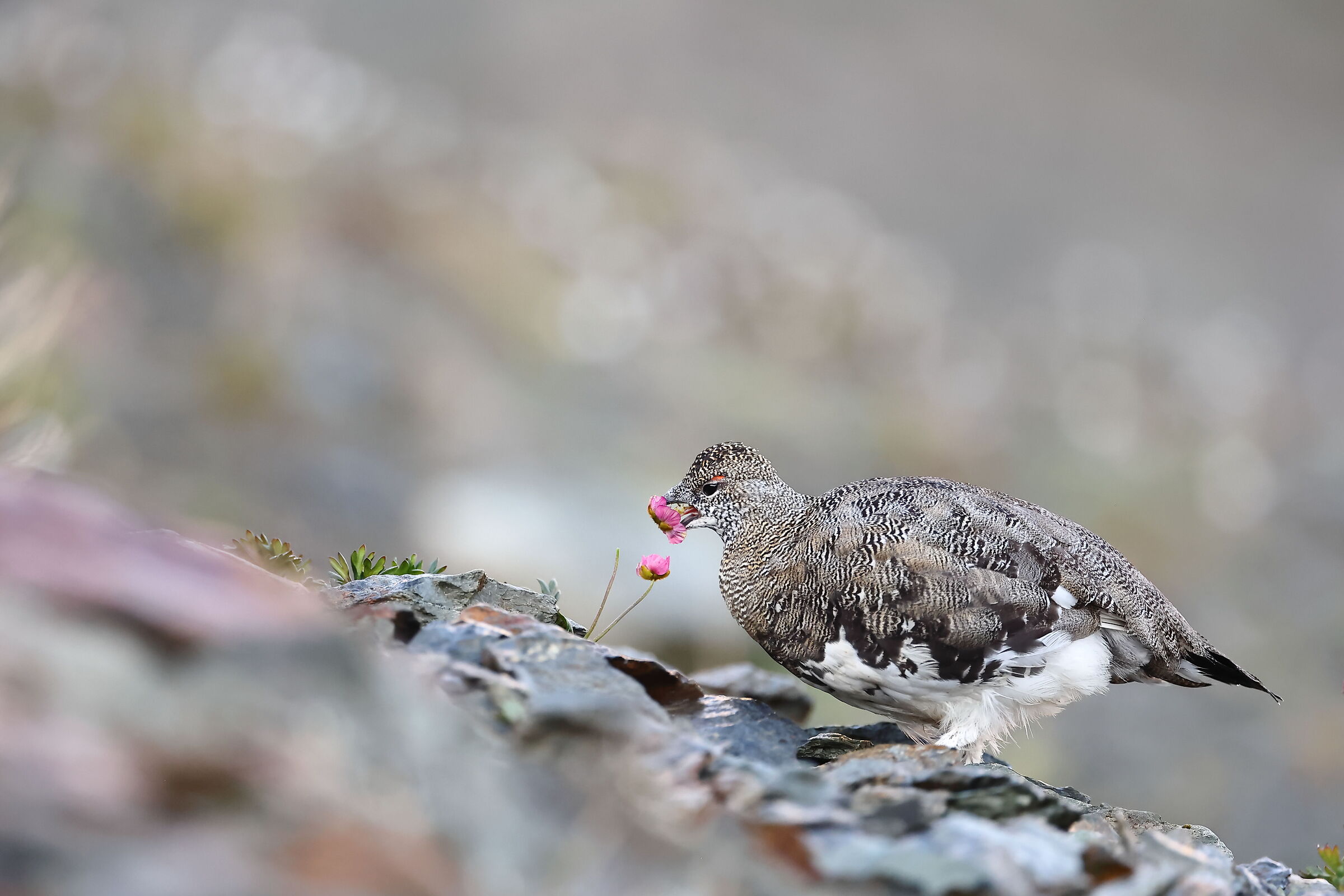 Che buoni questi boccioli