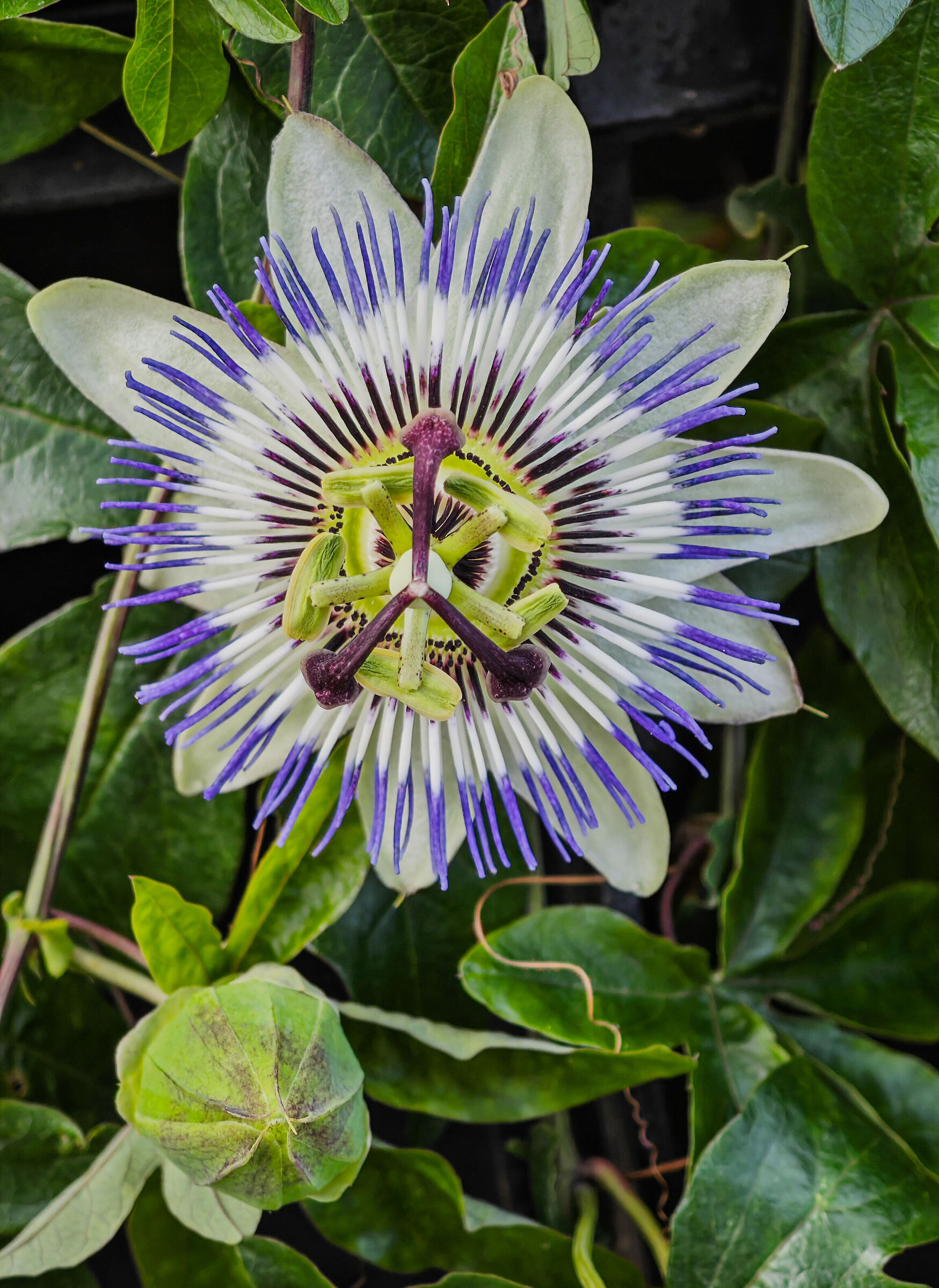 Passiflora Caerulea