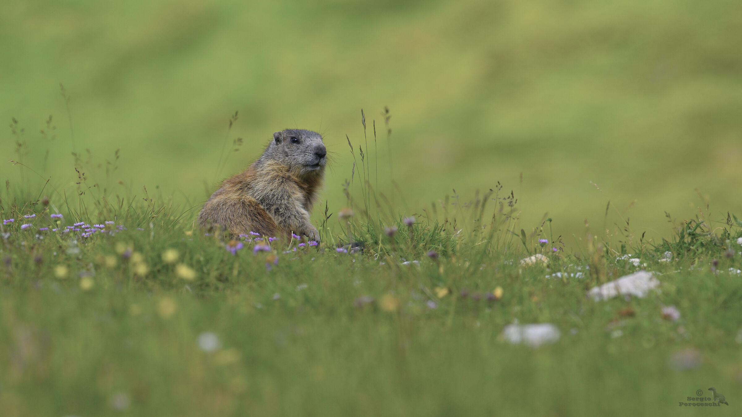 Marmot