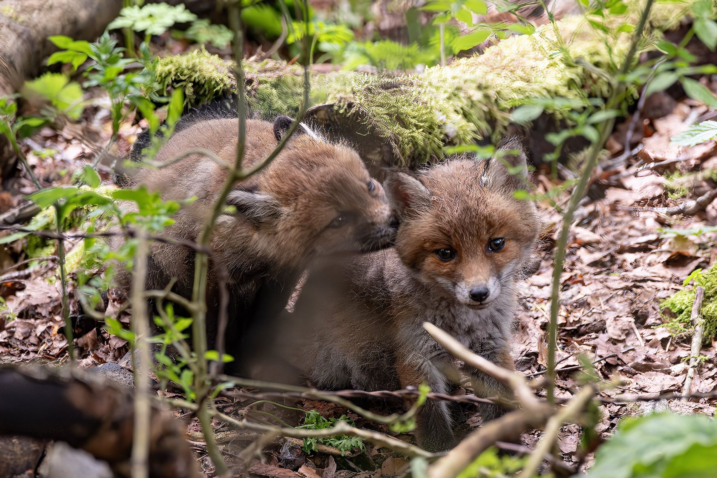 Coccole tra fratellini, L'Auberson (vd), Svizzera