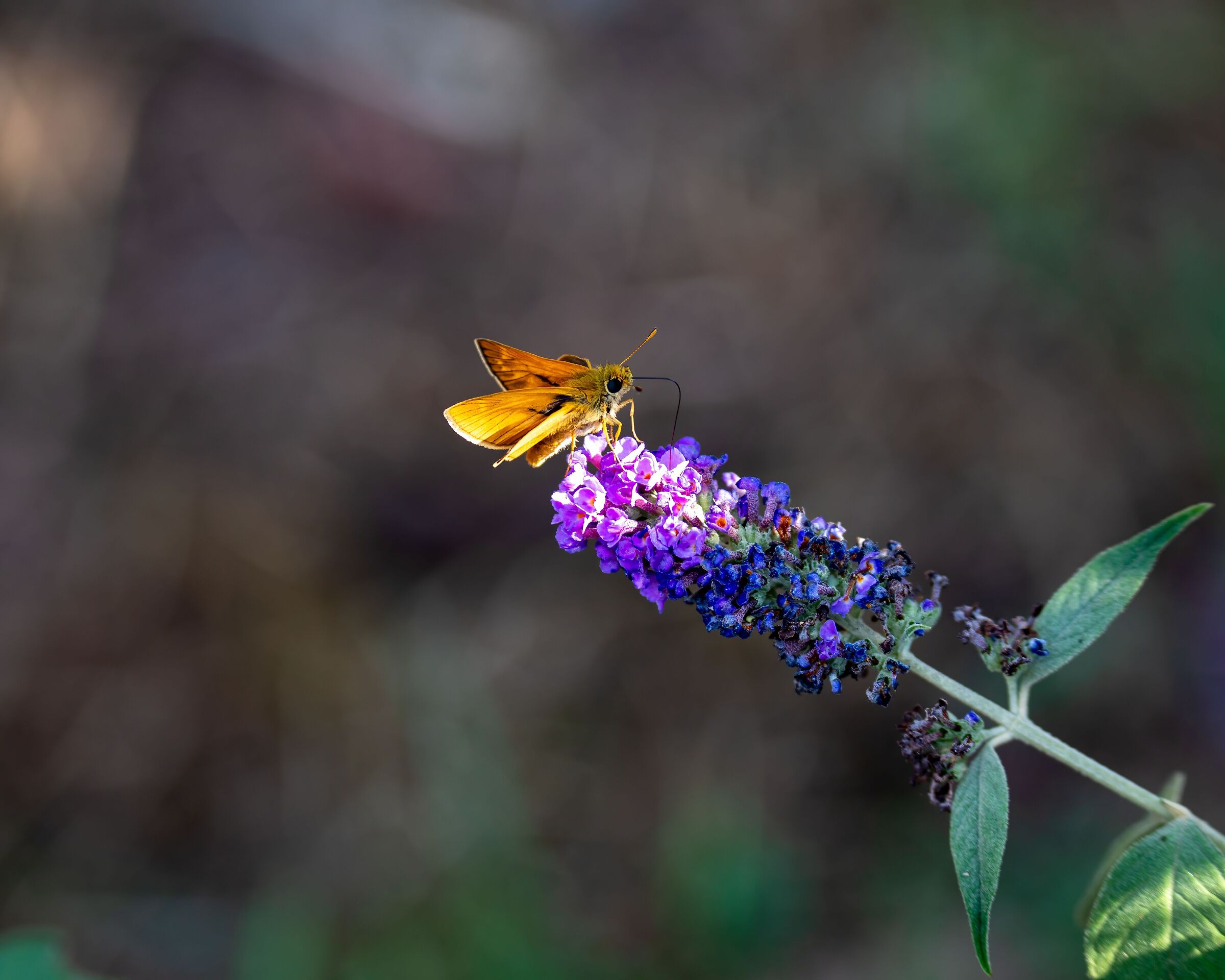 Bzz03