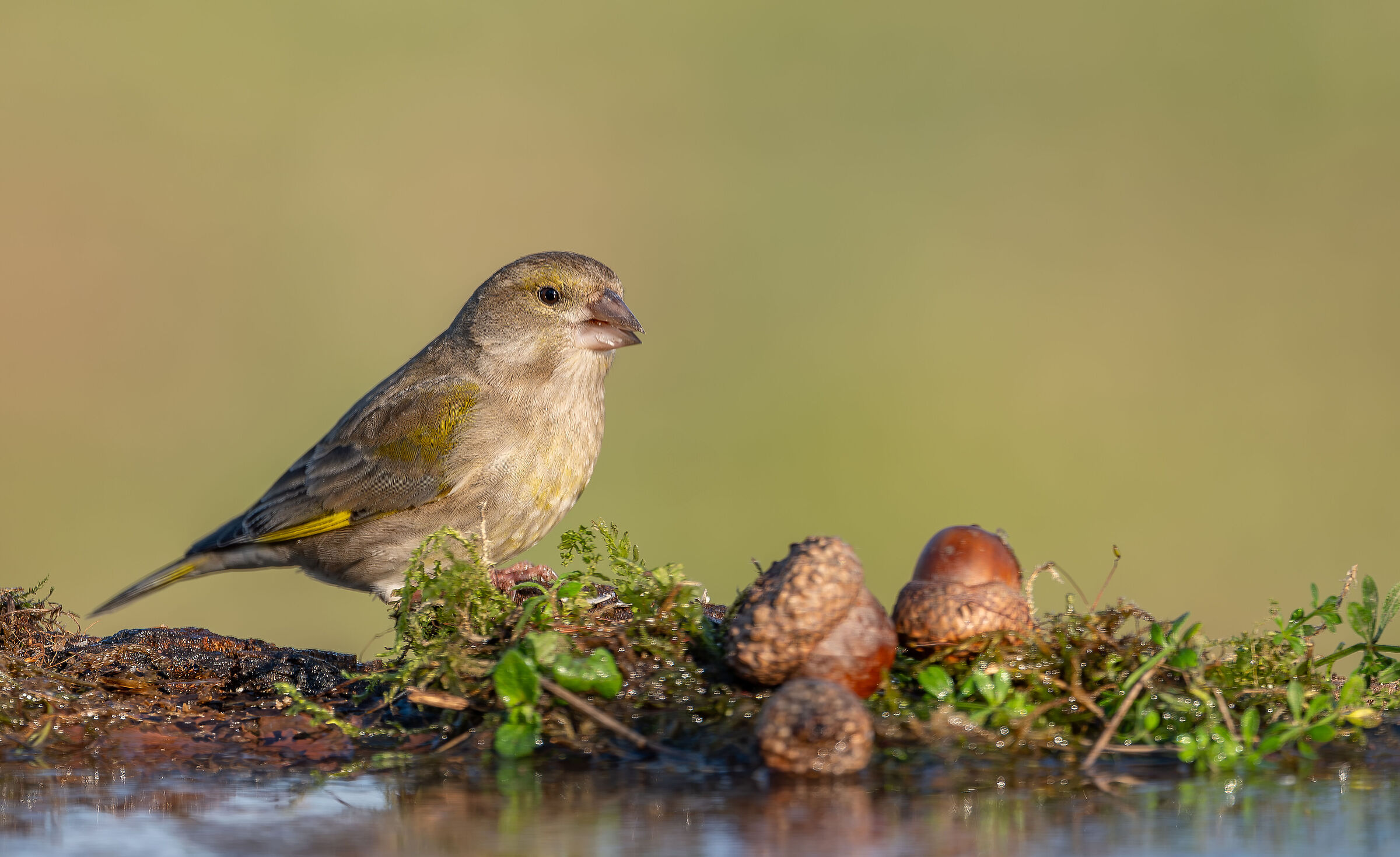 Verdone #capannocora