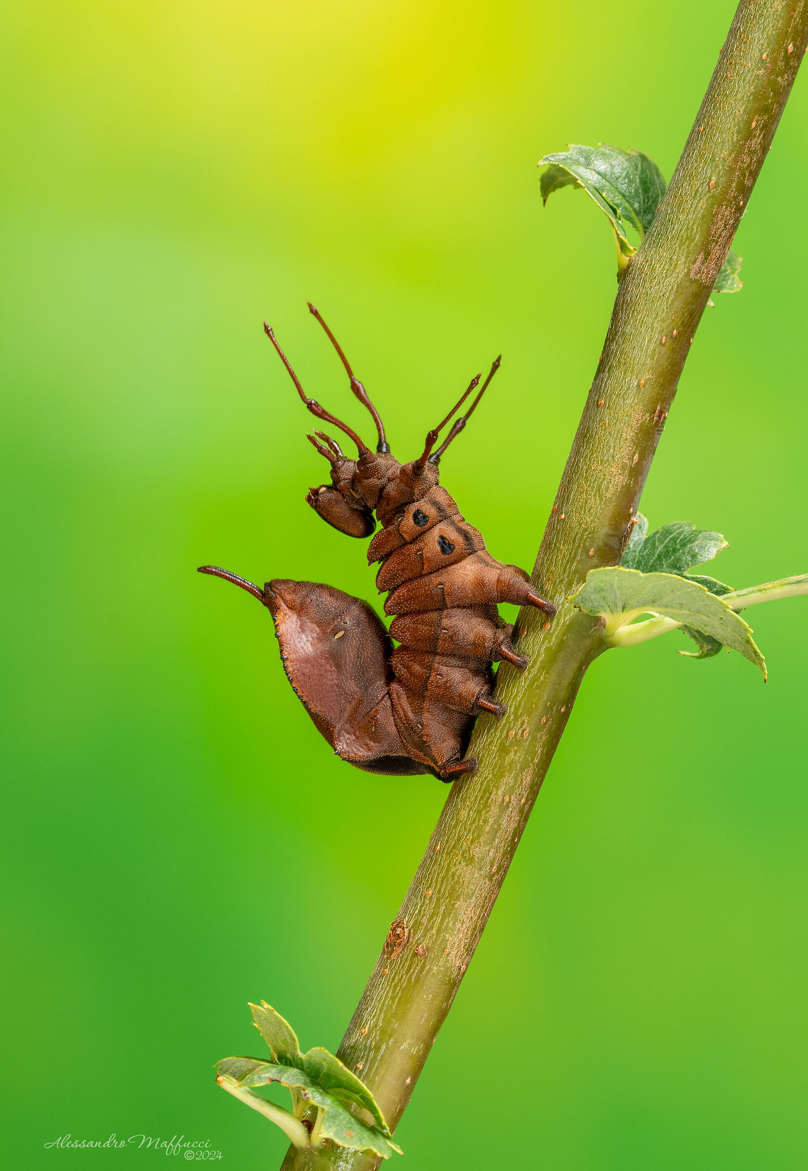 Lobster moth caterpillar