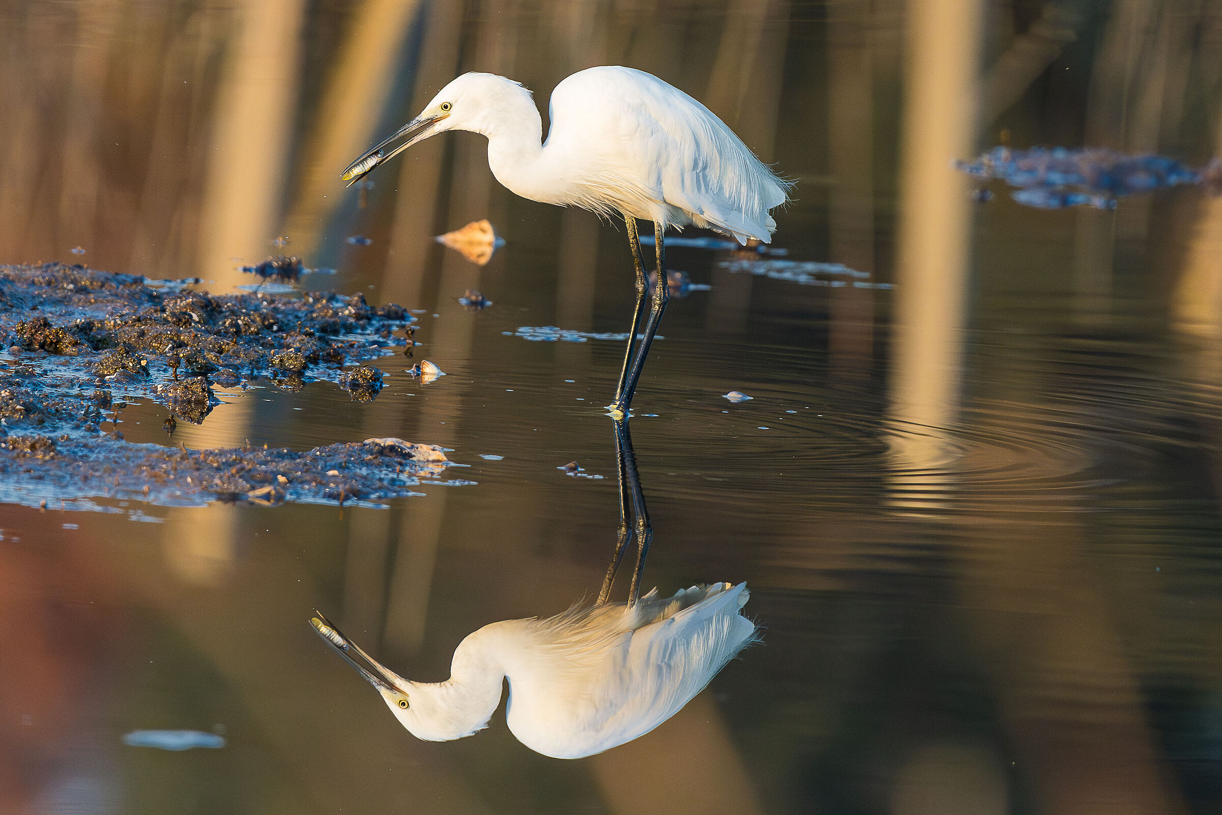 Little egret with prey