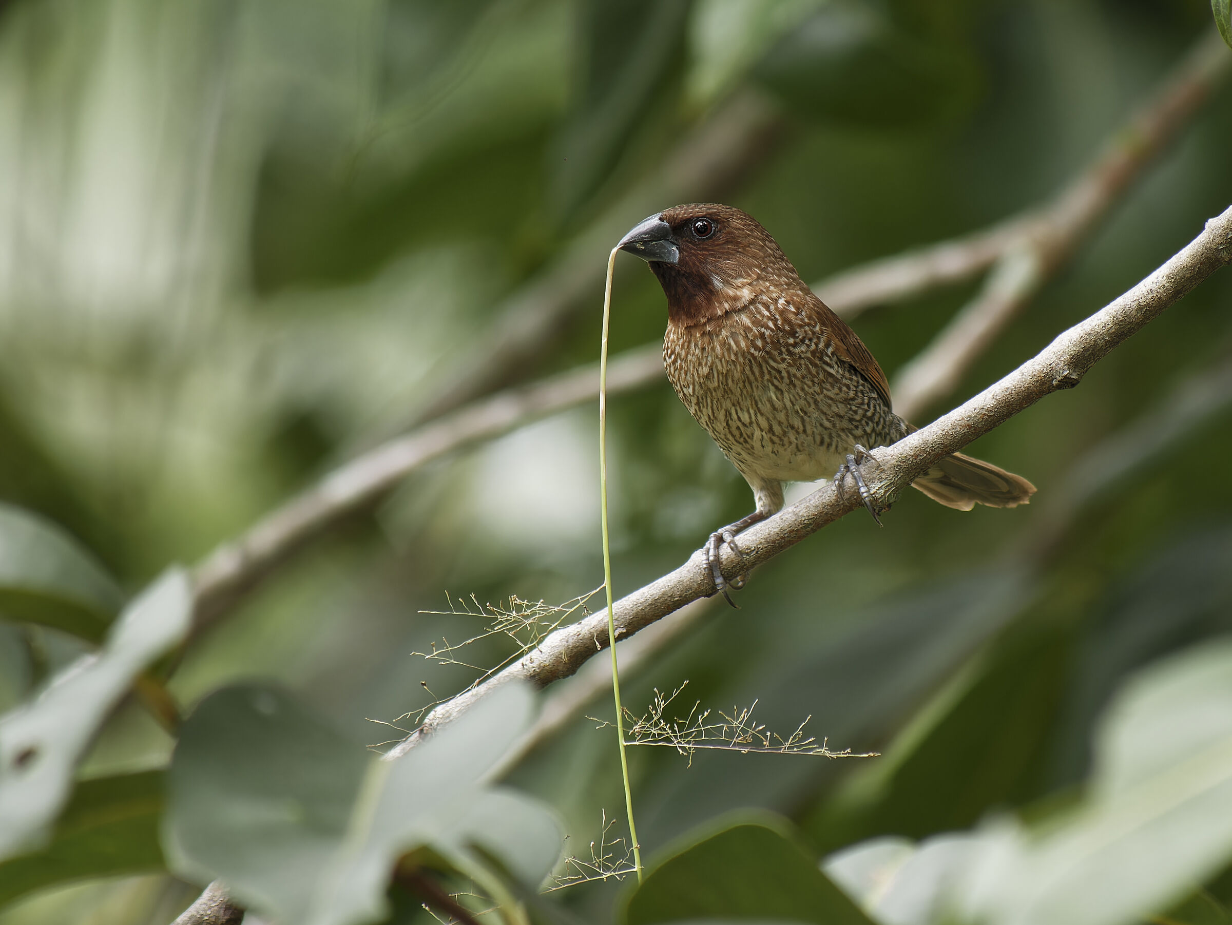 Munia