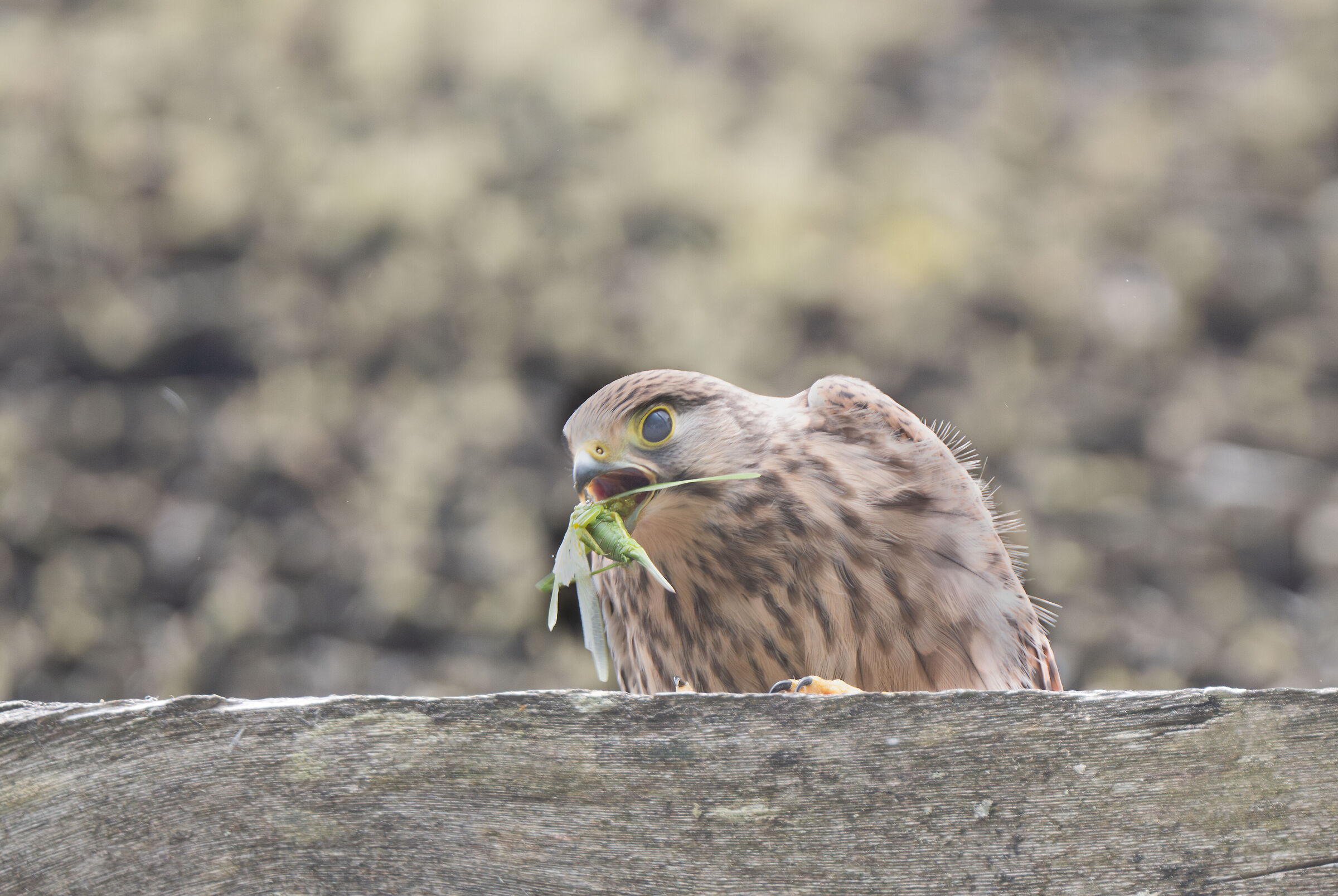 gheppio con spuntino