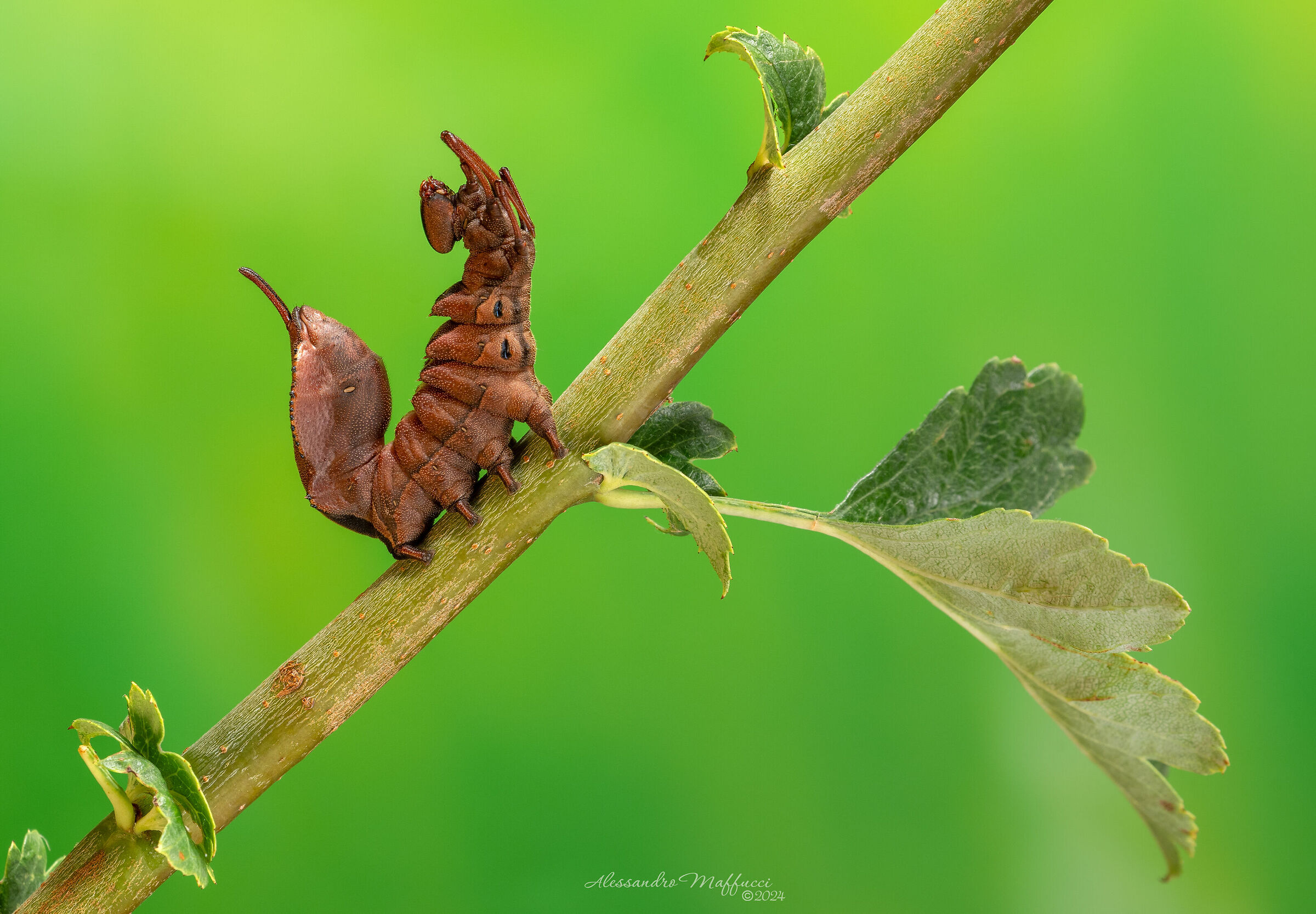 Lobster moth caterpillar (Stauropus fagi)