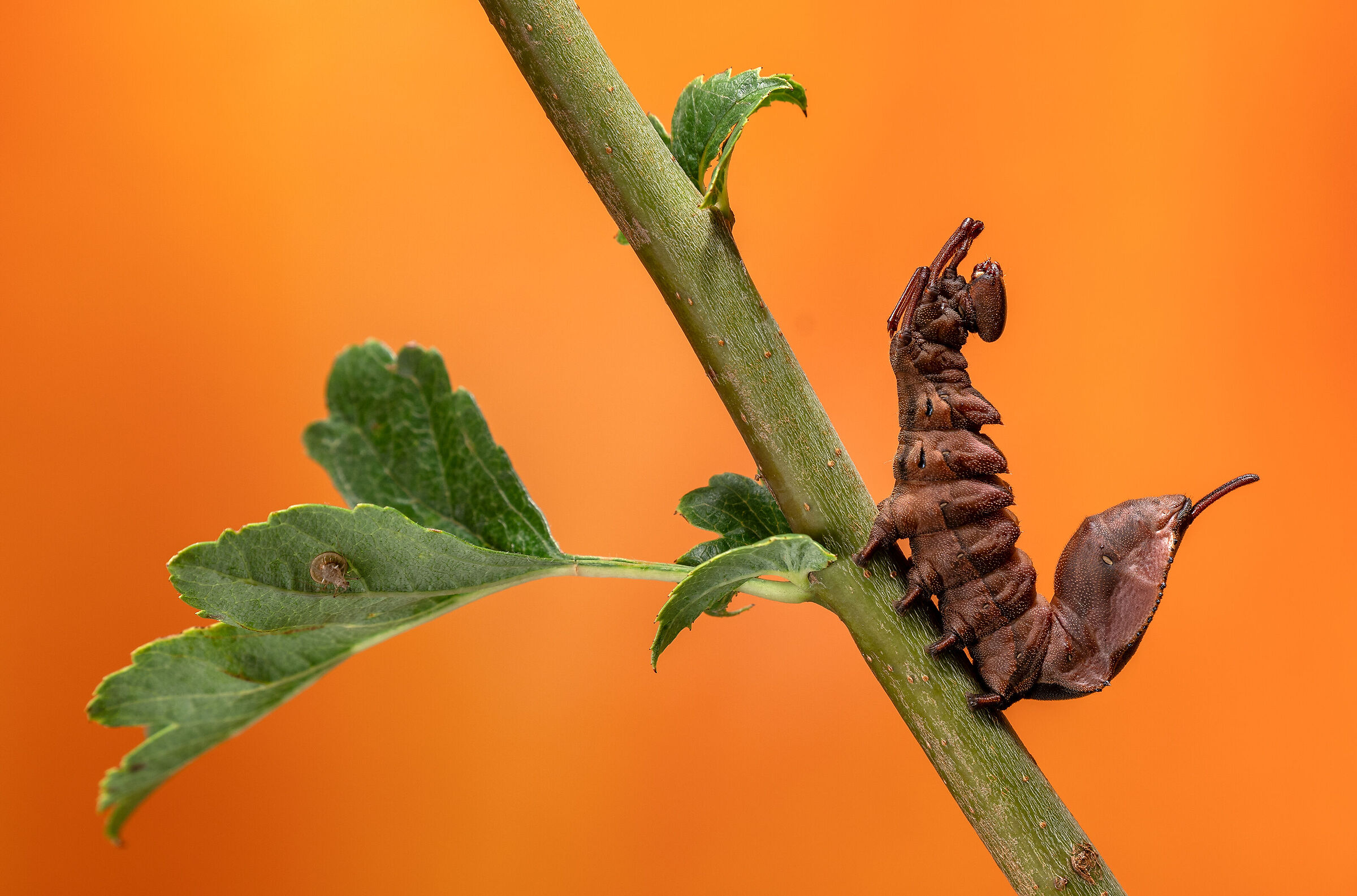 Lobster moth caterpillar (Stauropus fagi)