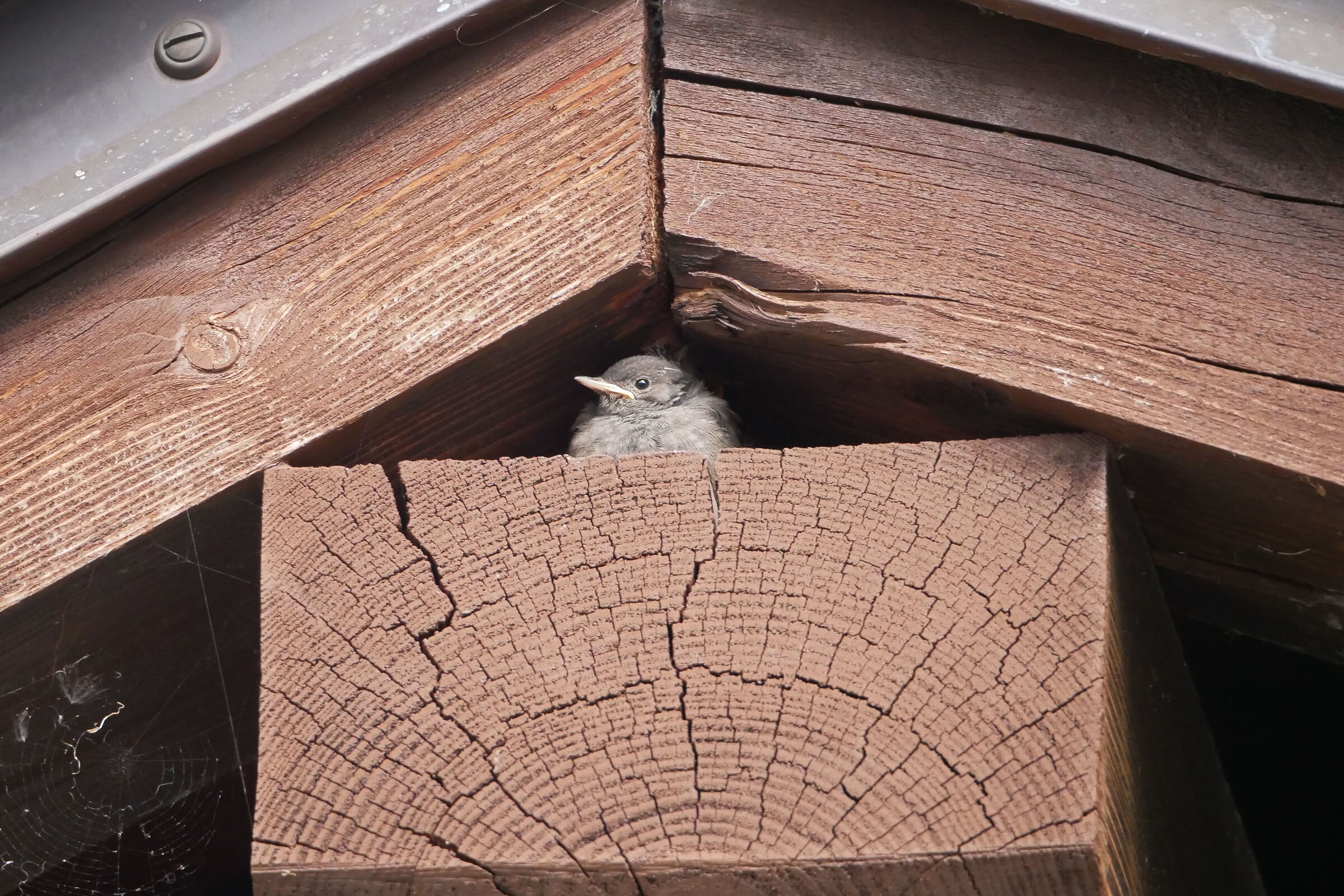 Qui nessuno mi vede ...