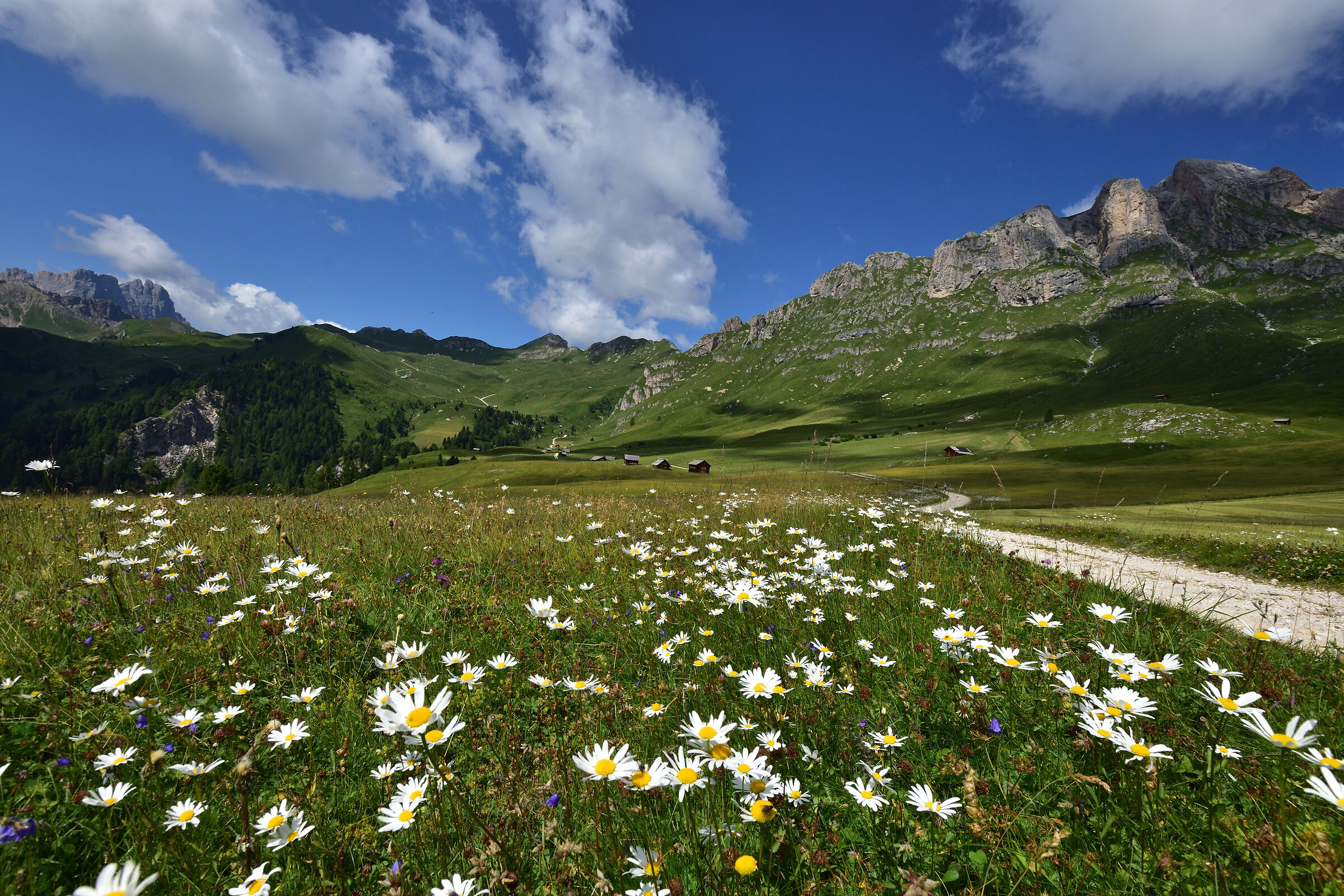Daisies around the Sass de Putia