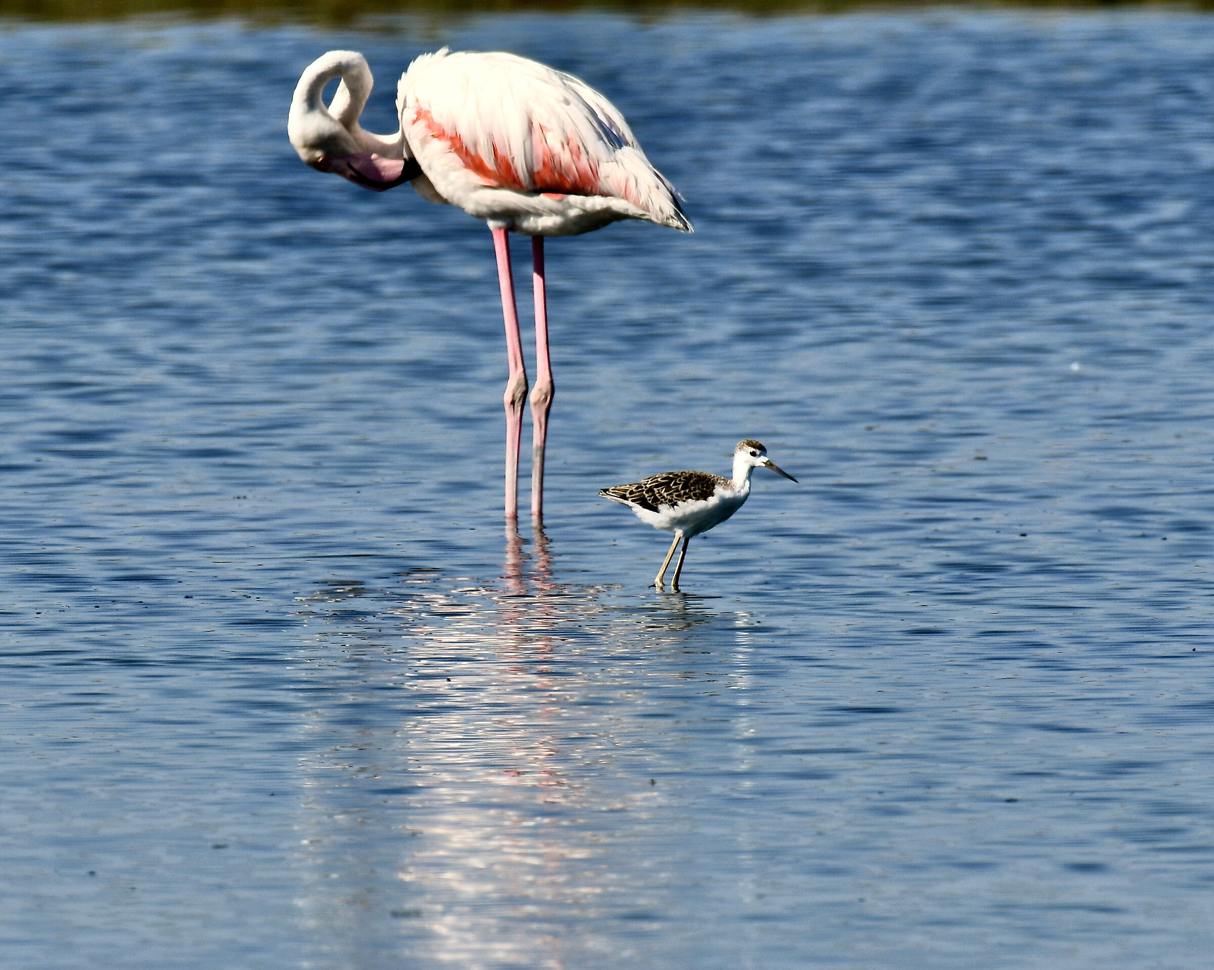Comacchio Salt Pan