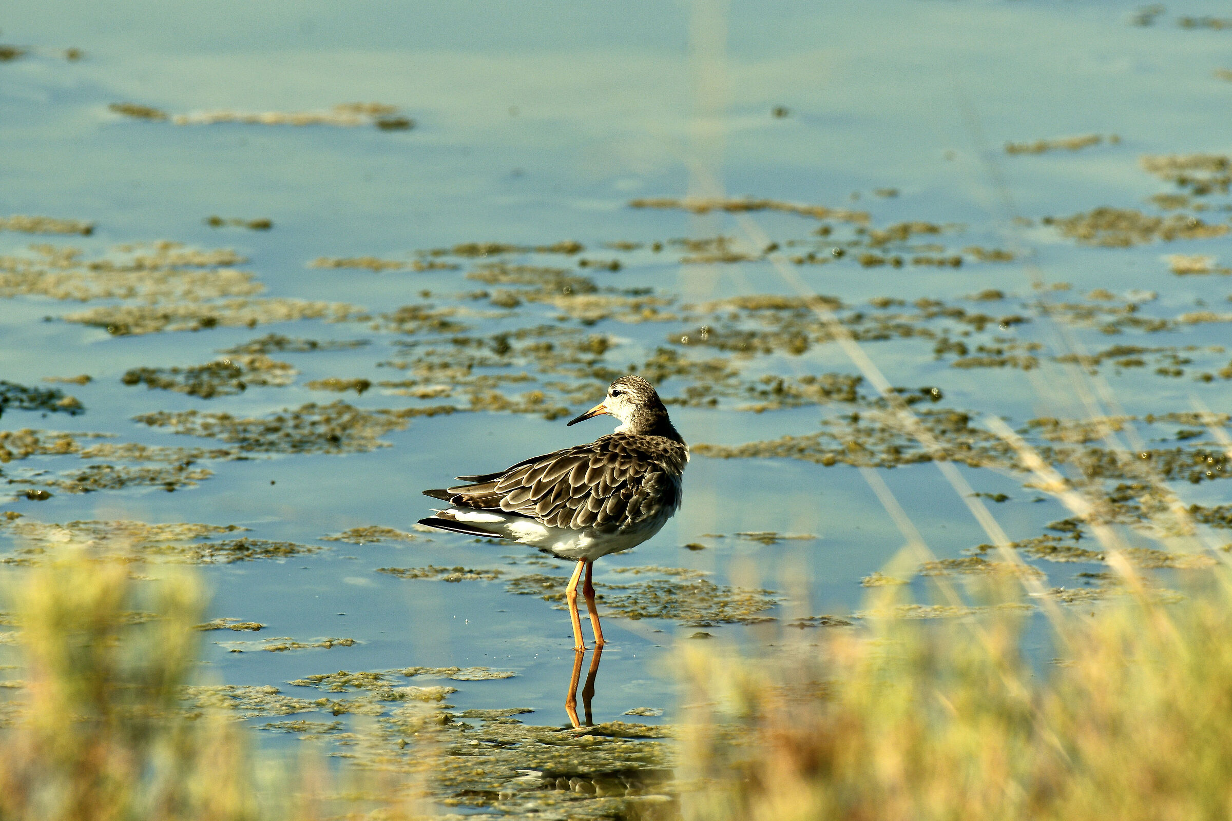 Comacchio Salt Pan